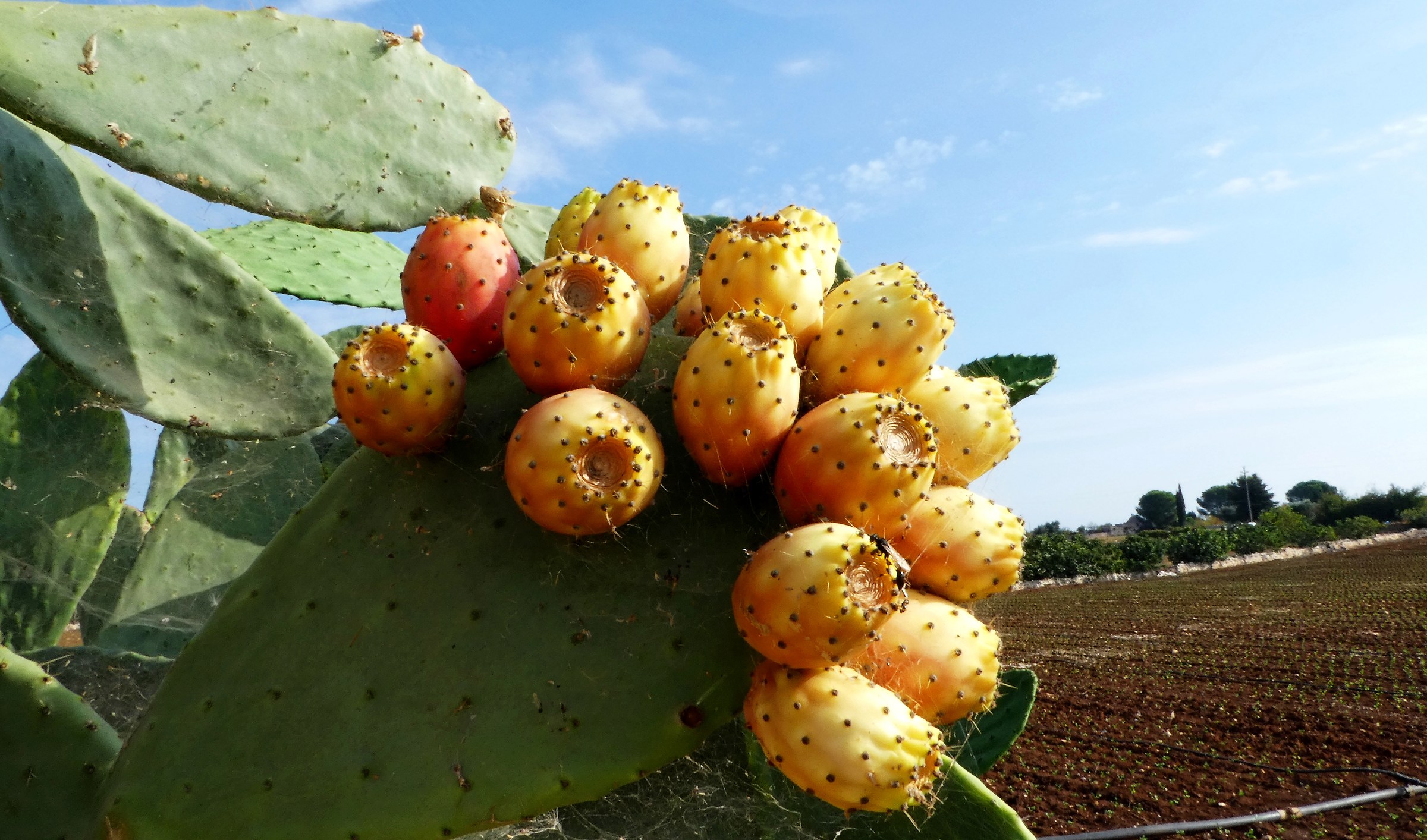 At Christmas we will be there too