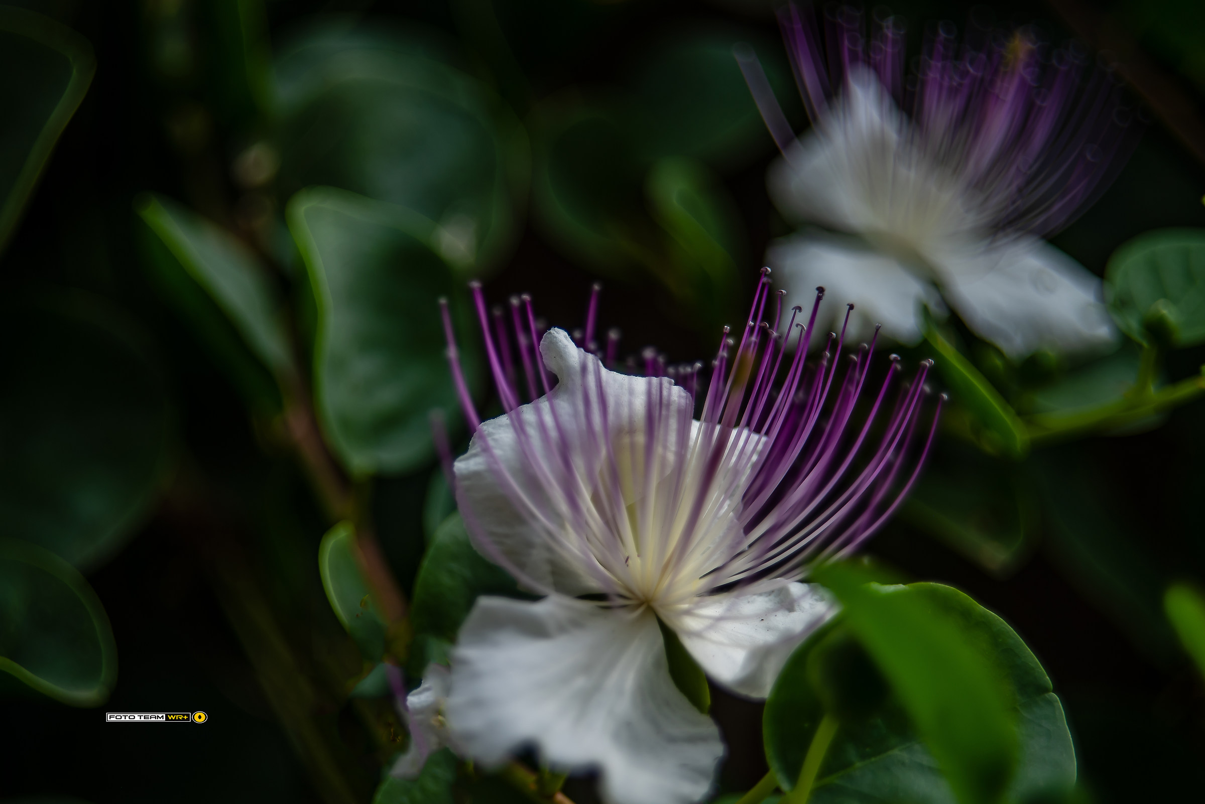 The gardens of Trautmannsdorf Castle