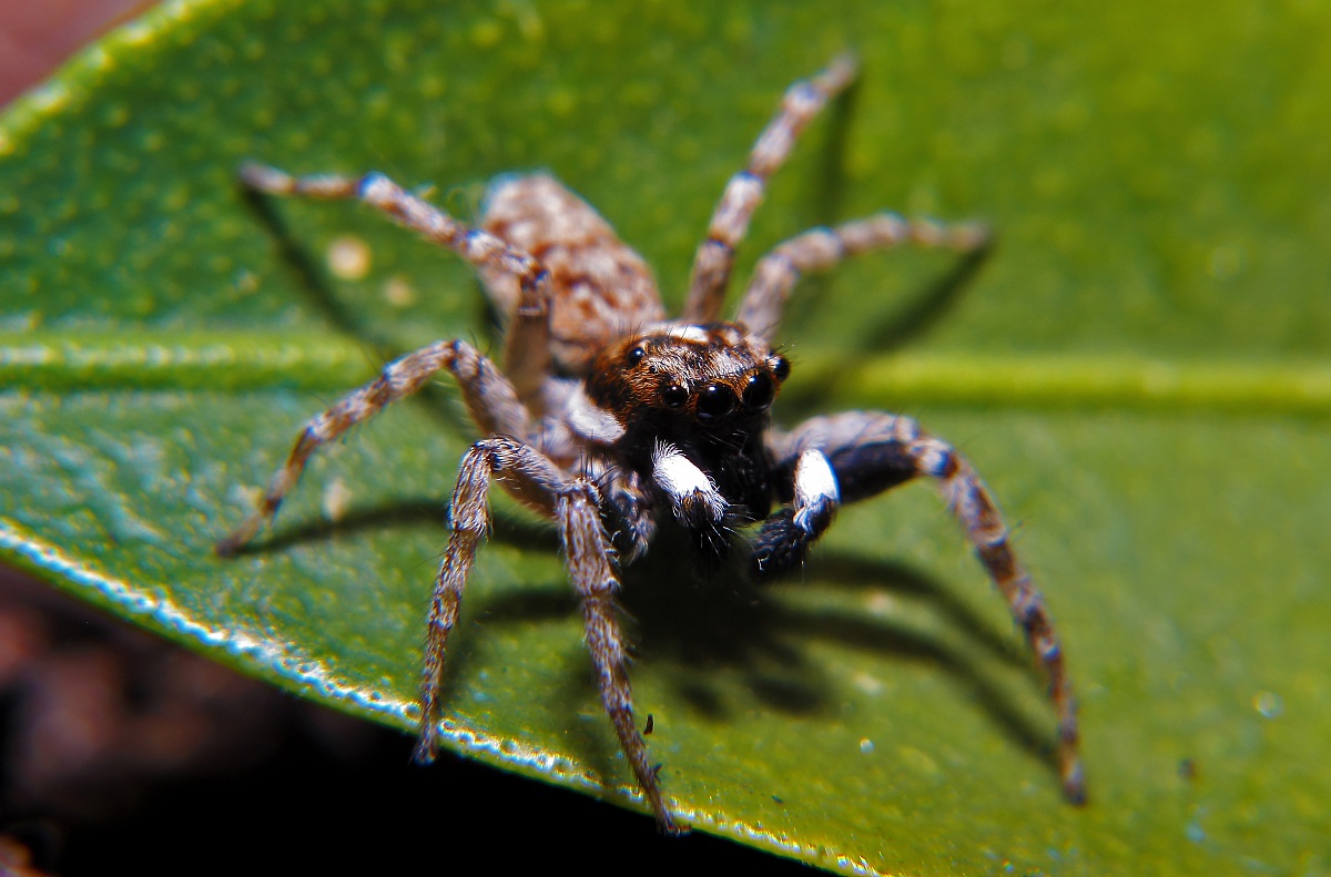 Salticidae
