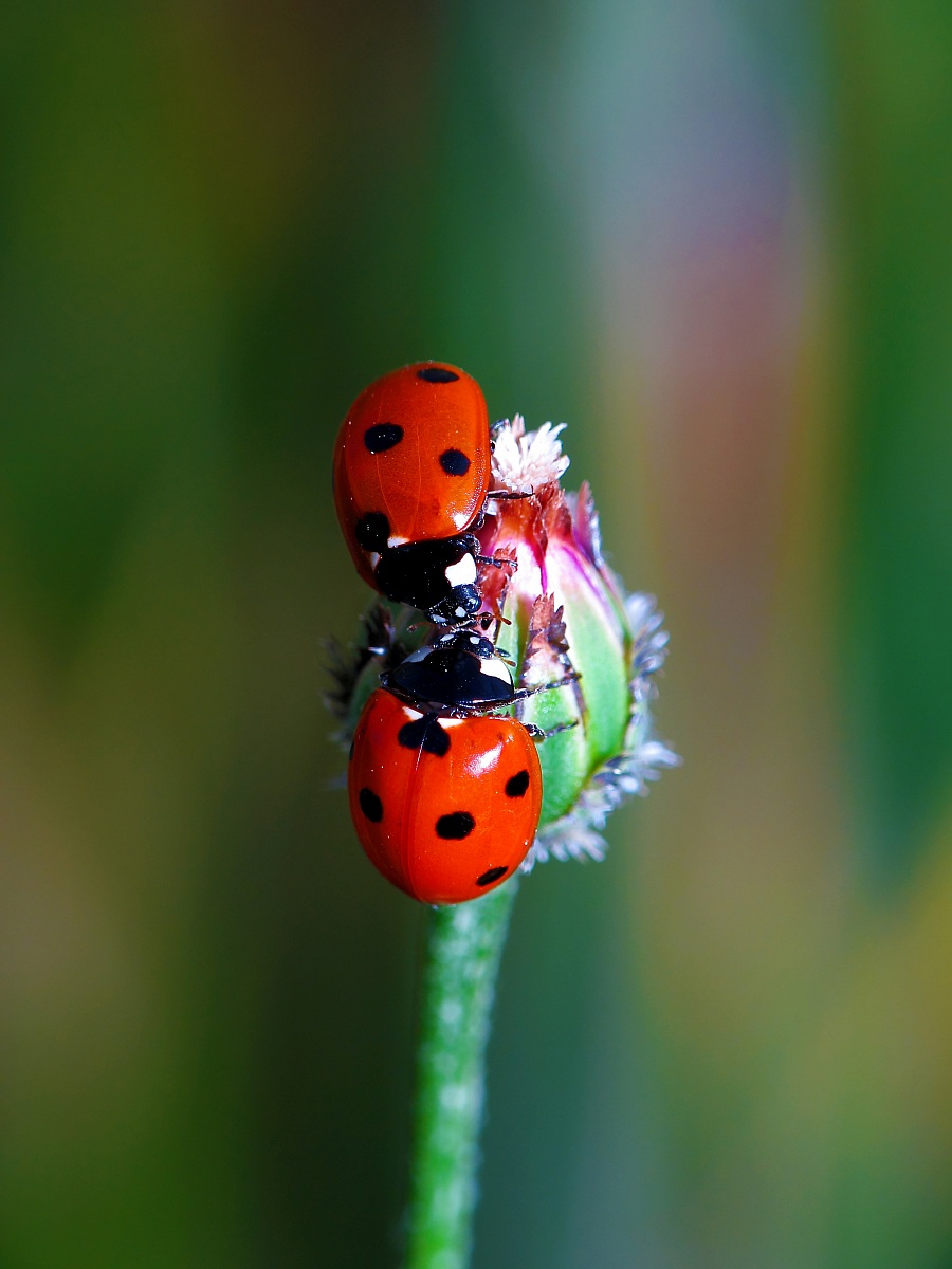 Castelluccio - Particolare