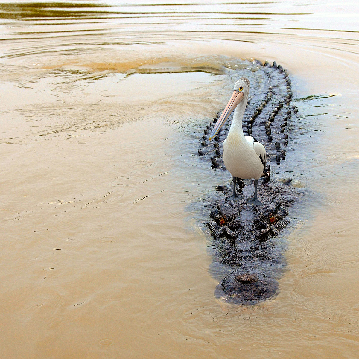 pelican crossin Darwinriver