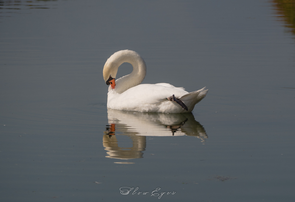 The Swan