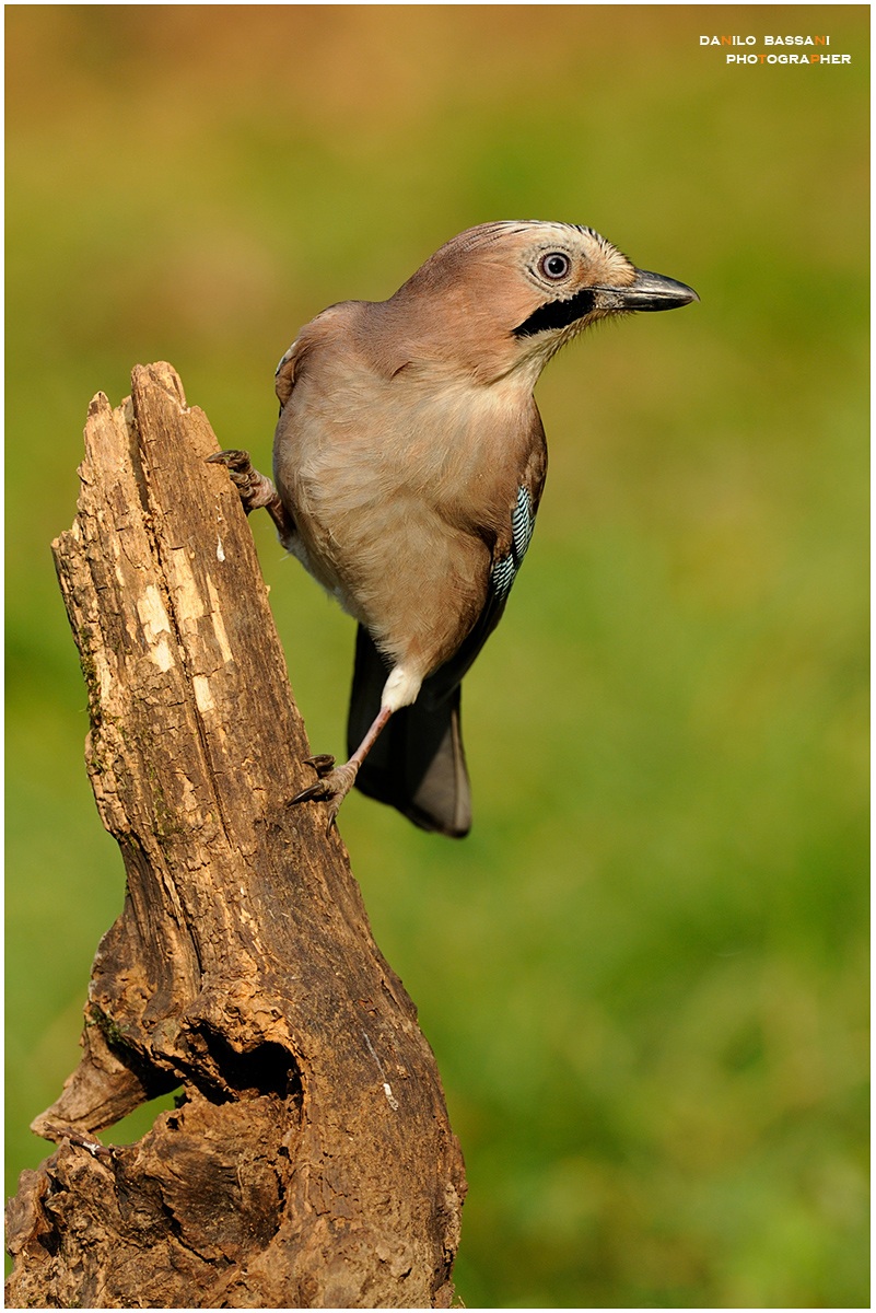 La Mia Amica Interista