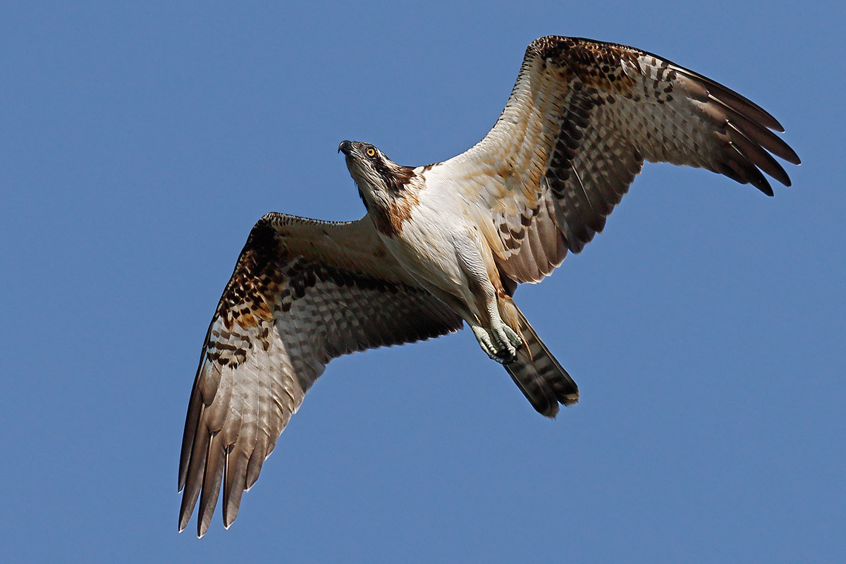 Osprey