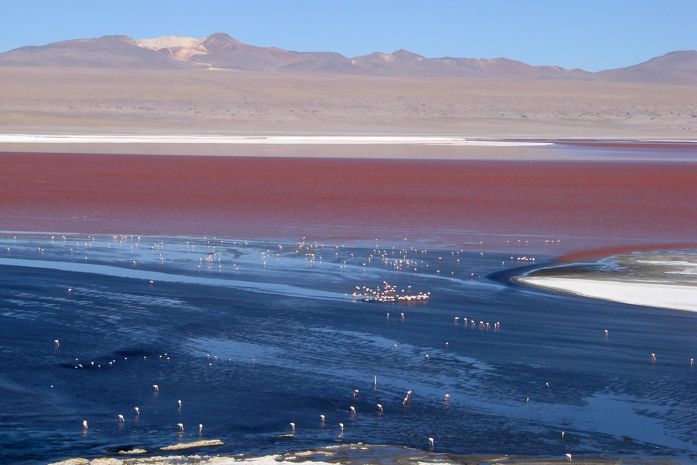 Bolivia. Laguna colorada