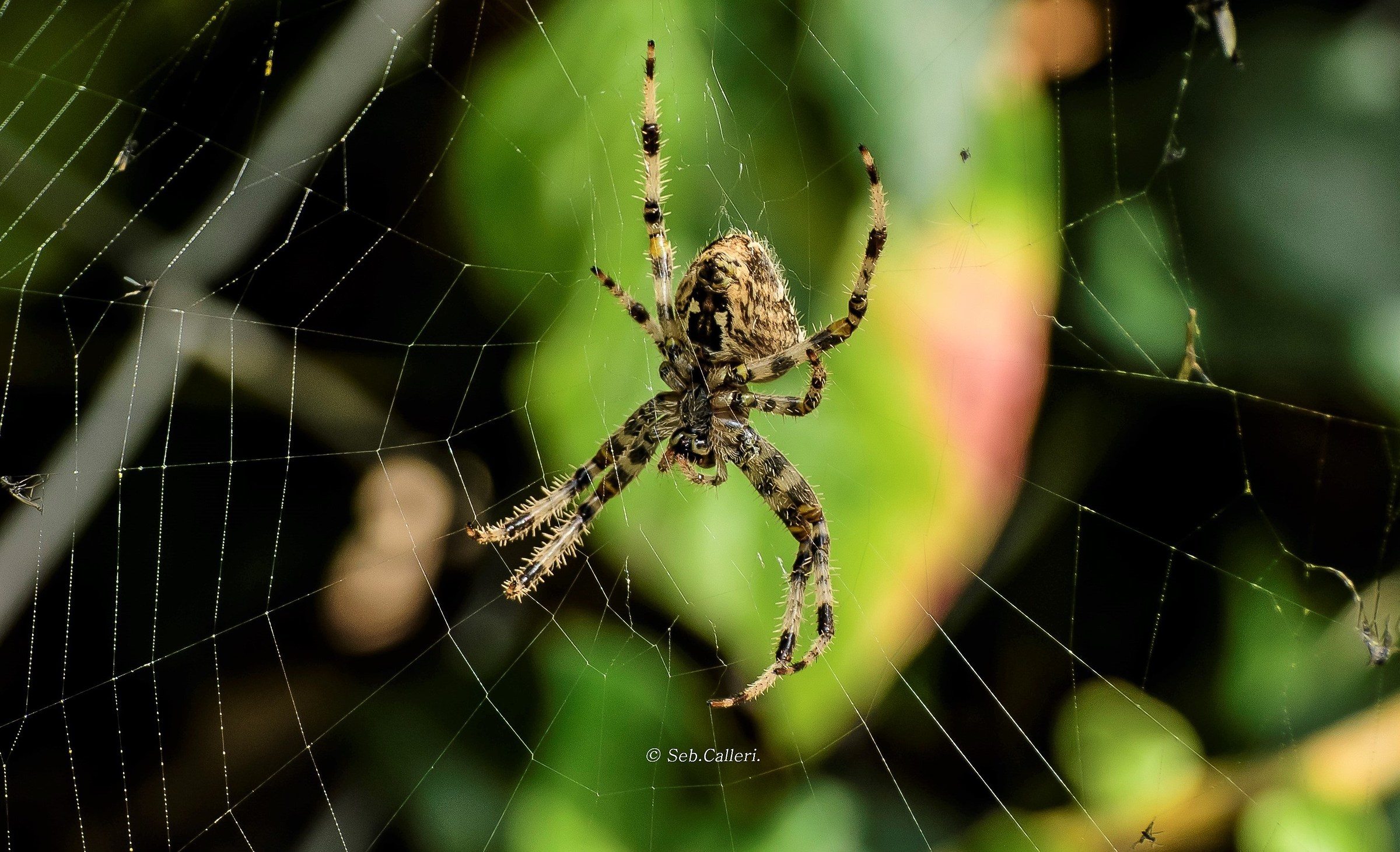 "the Spider geometra..."