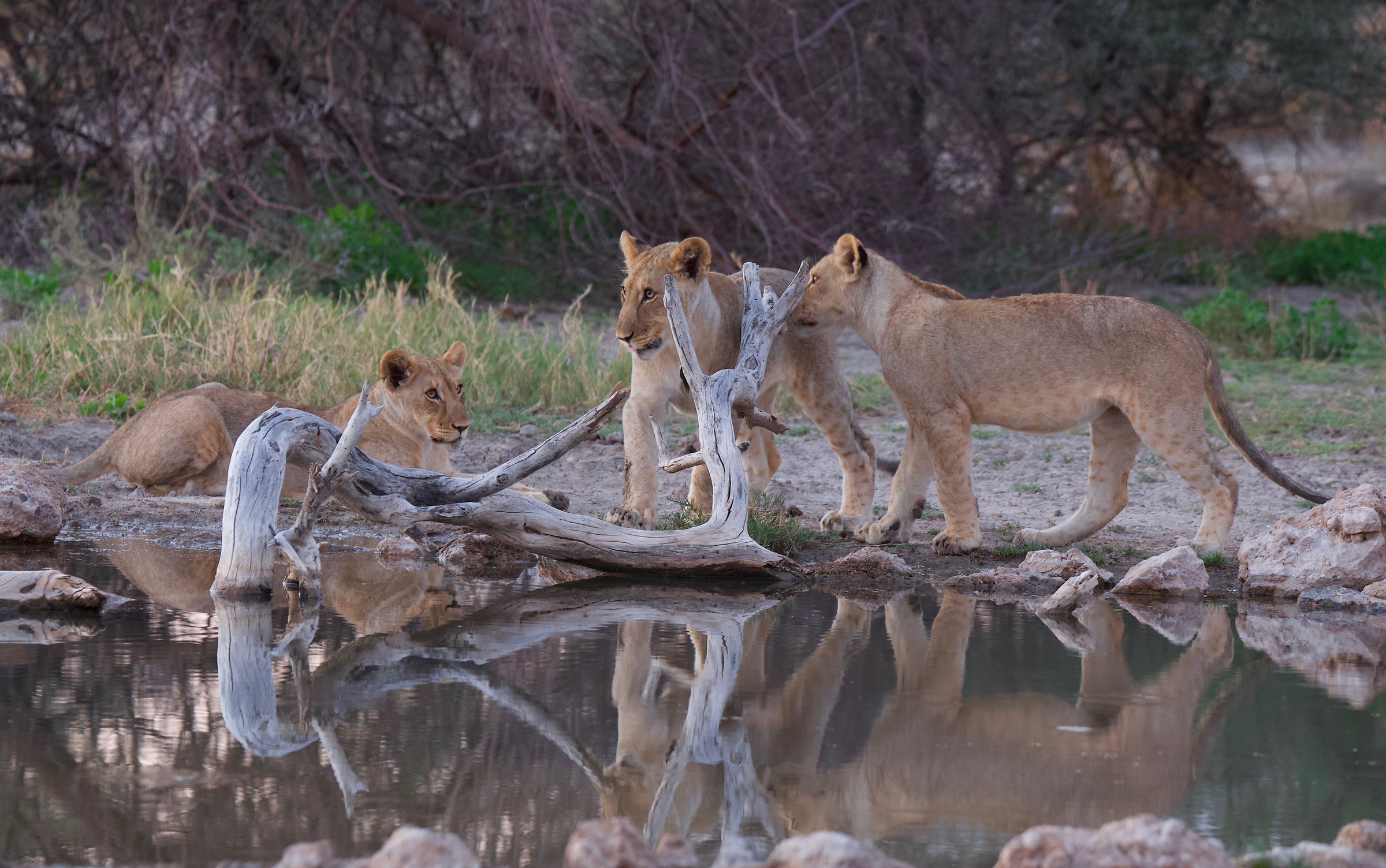 leonesse etosha 1/20 6d