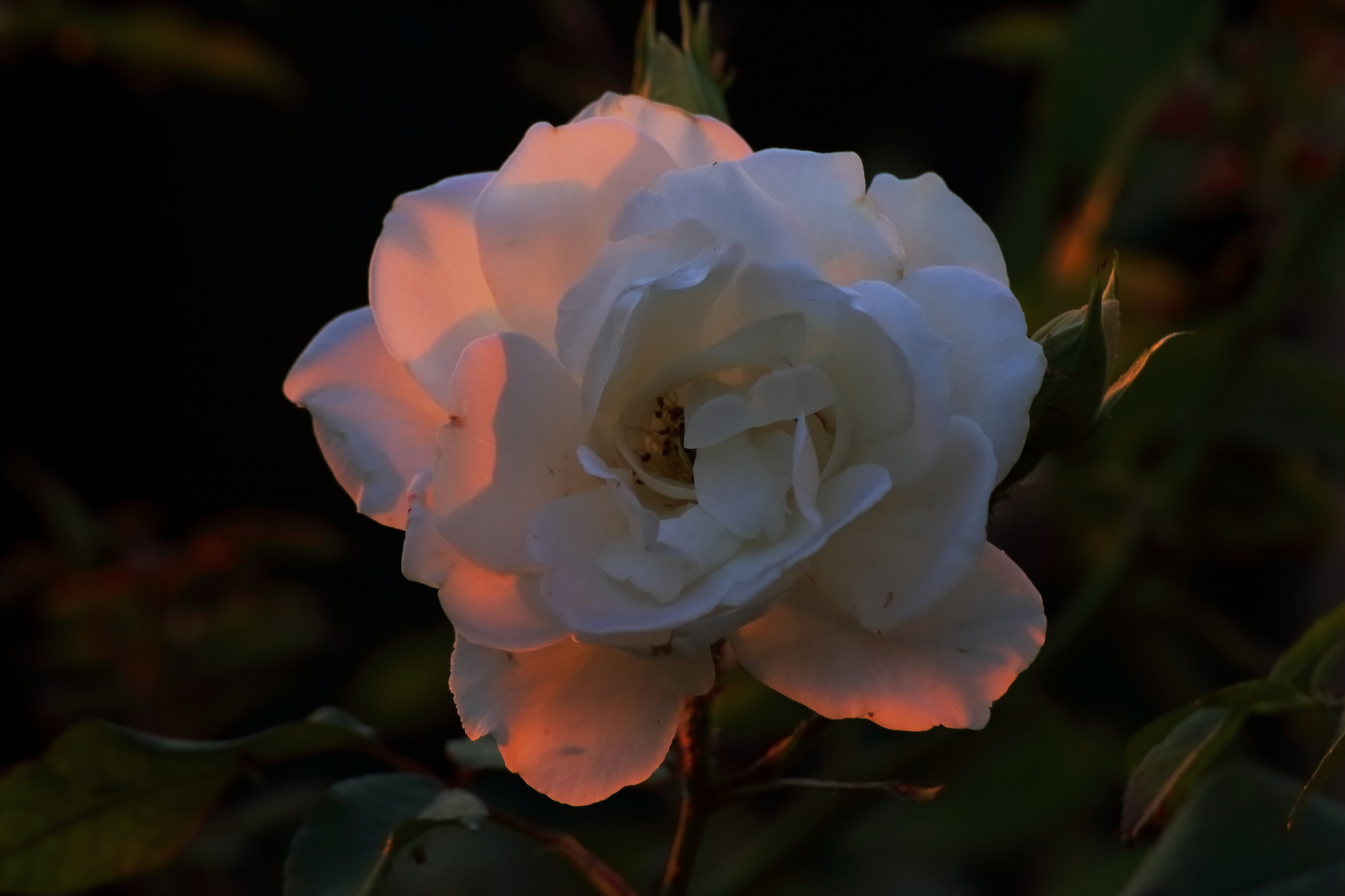 Rose at sunset