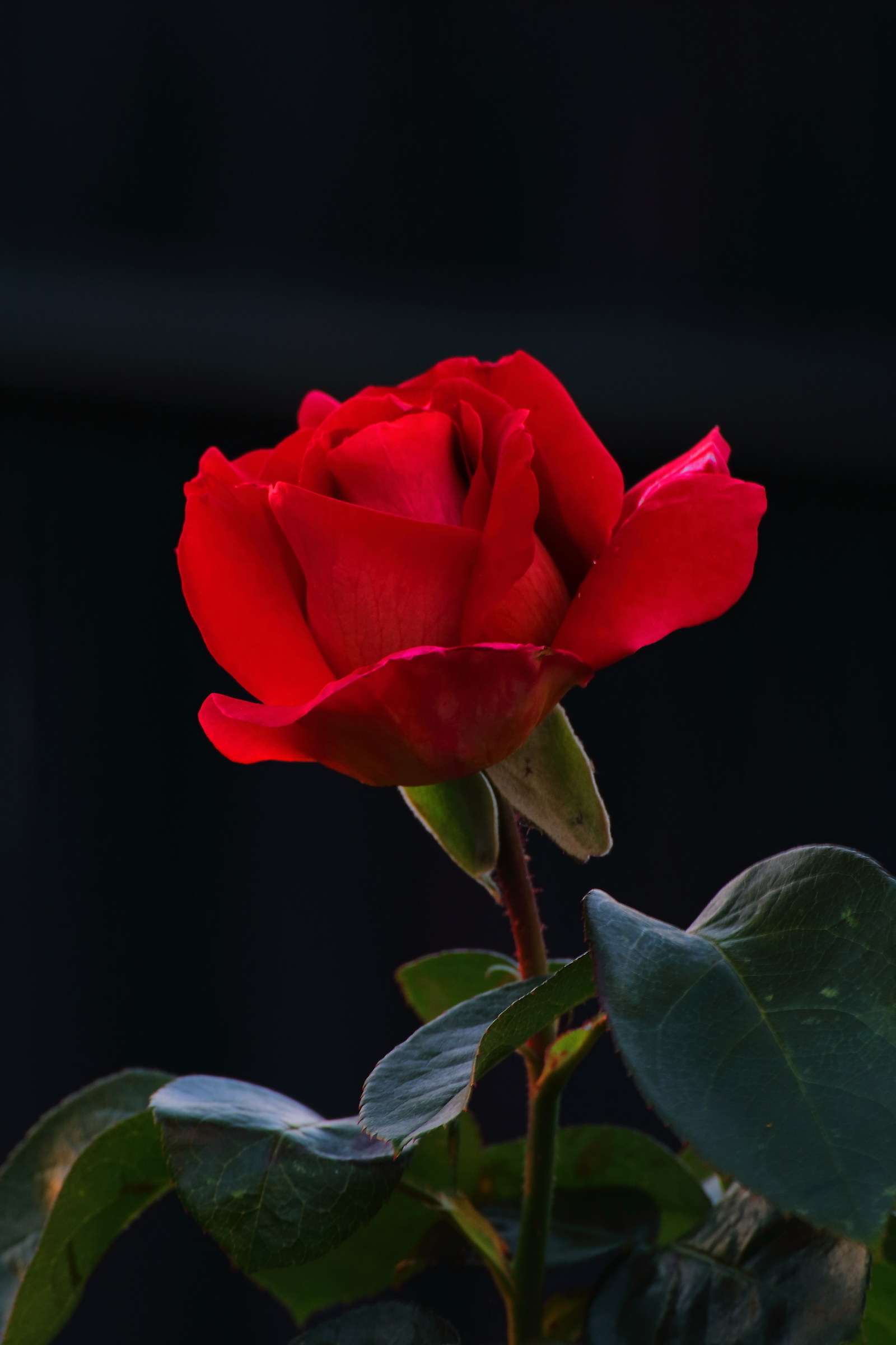 Red Rose