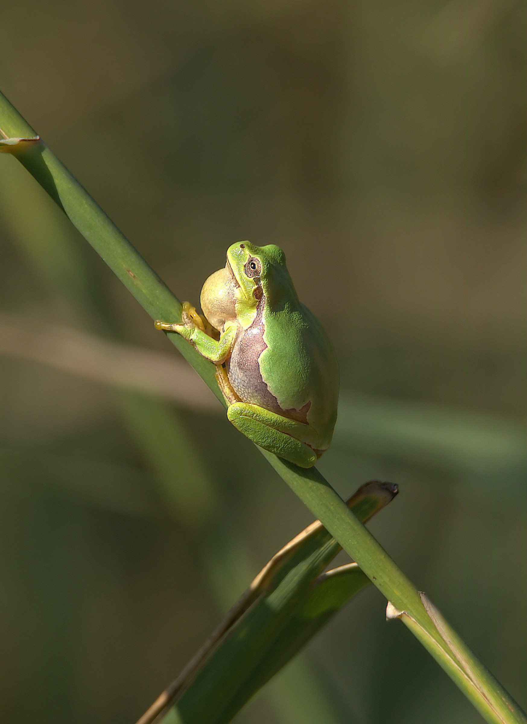 Tree Frog
