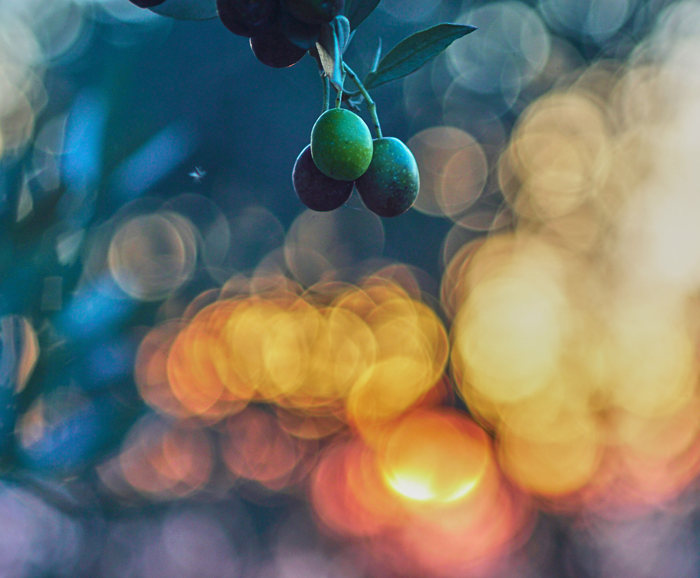 Among the olive trees