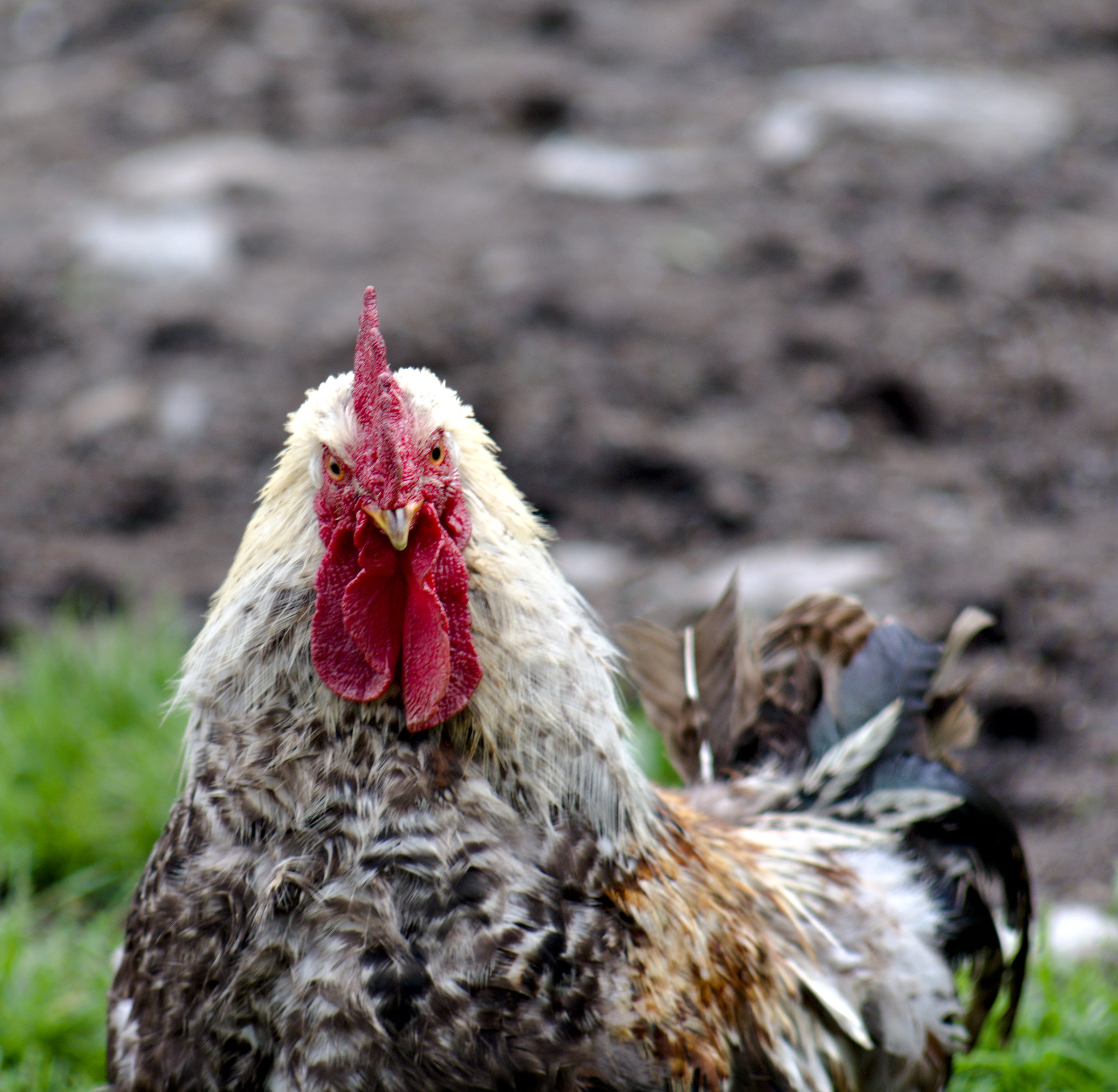 Non è un animale intell...