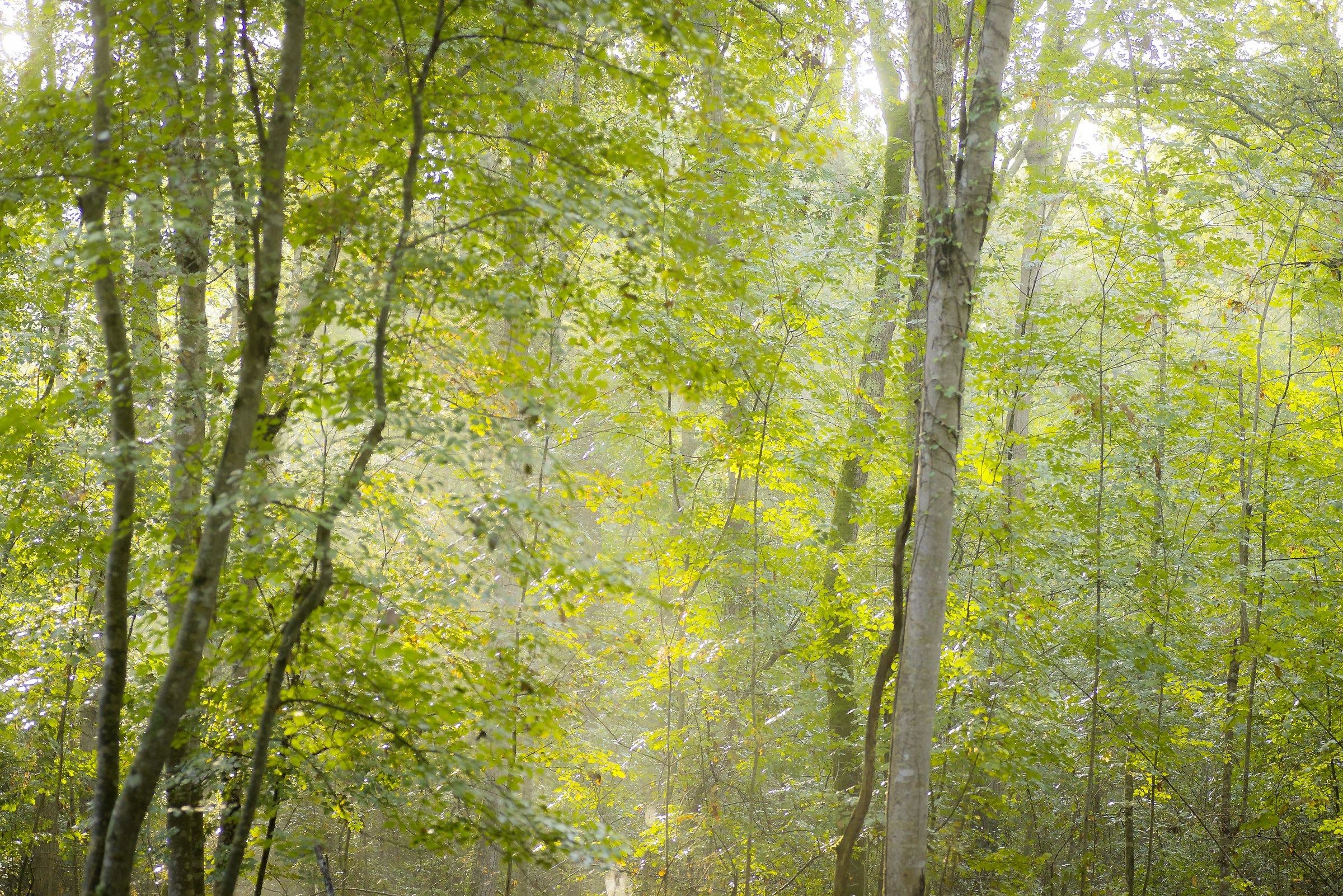 Foresta demaniale del Circeo