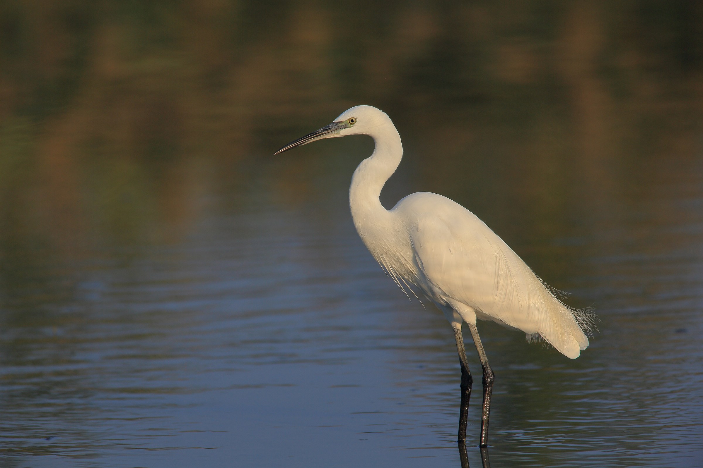 Egret