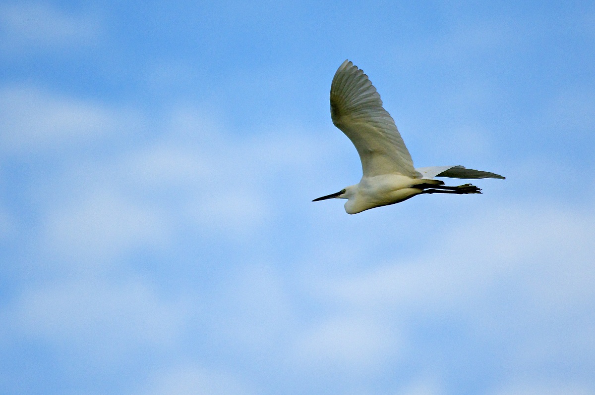 Egret in flight