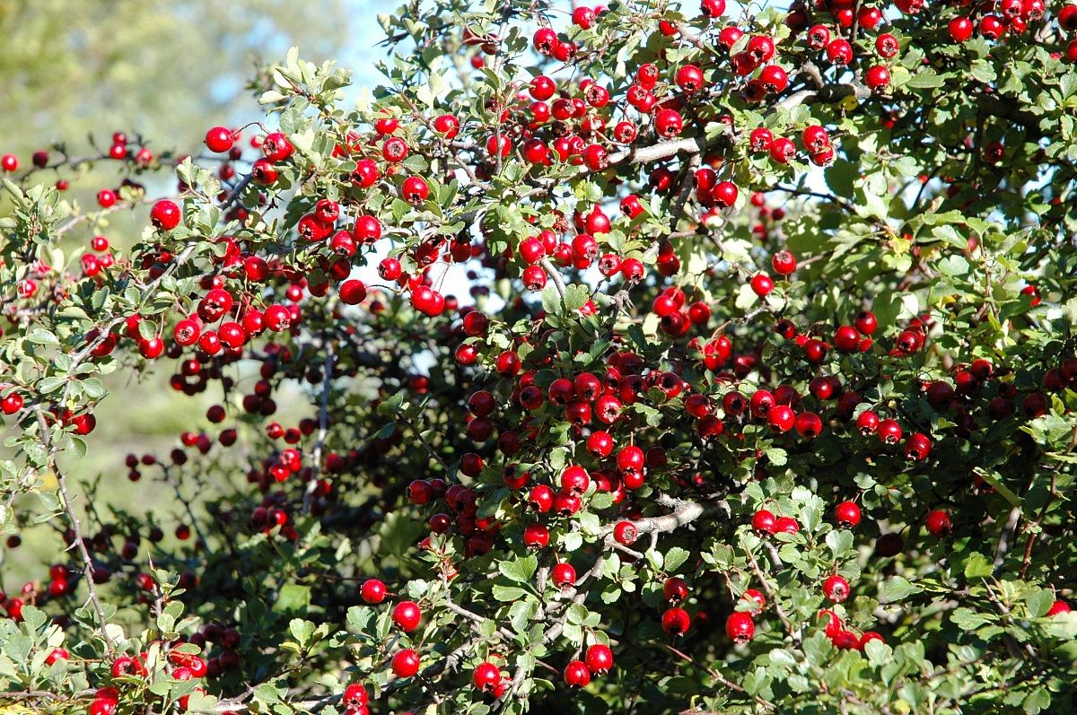 Bacche di biancospino