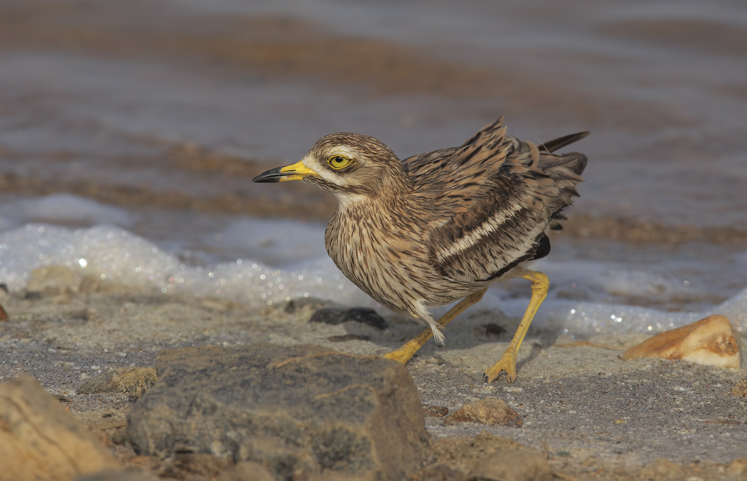 occhione (burhinus oedicnemus)