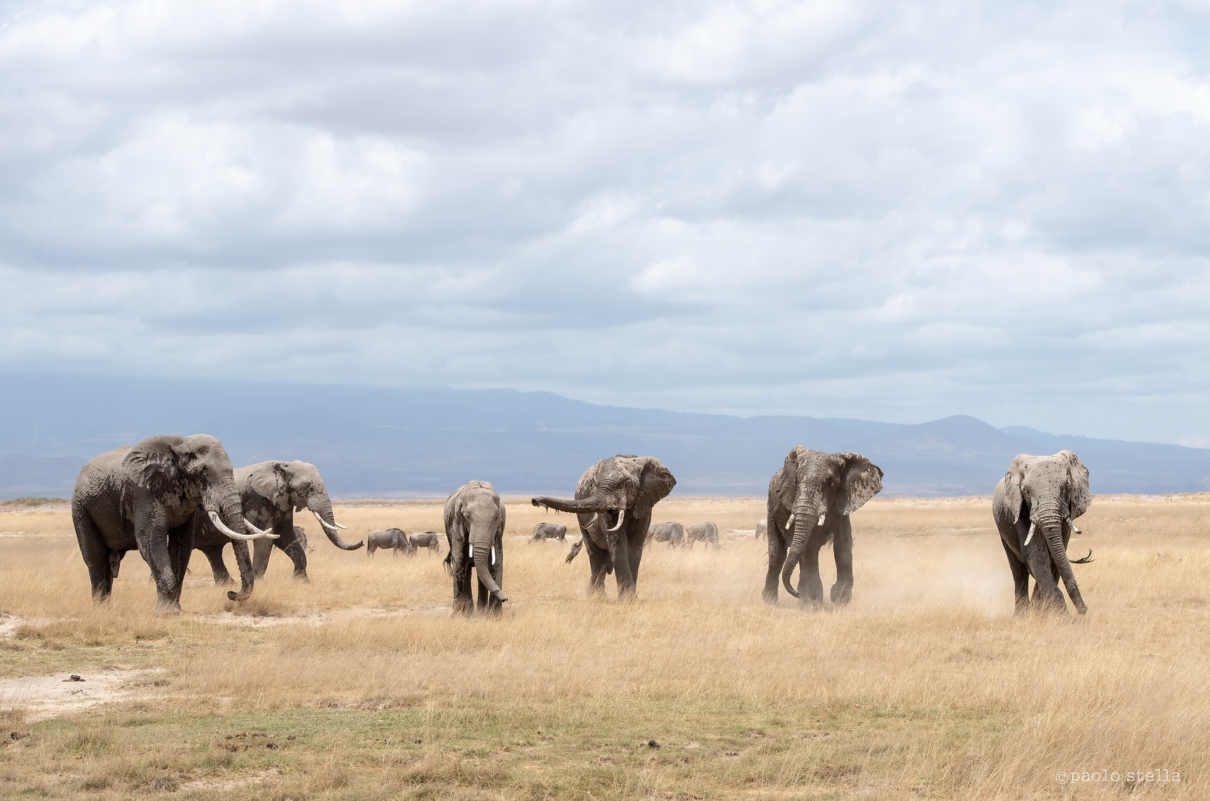 The 5 bull and the female