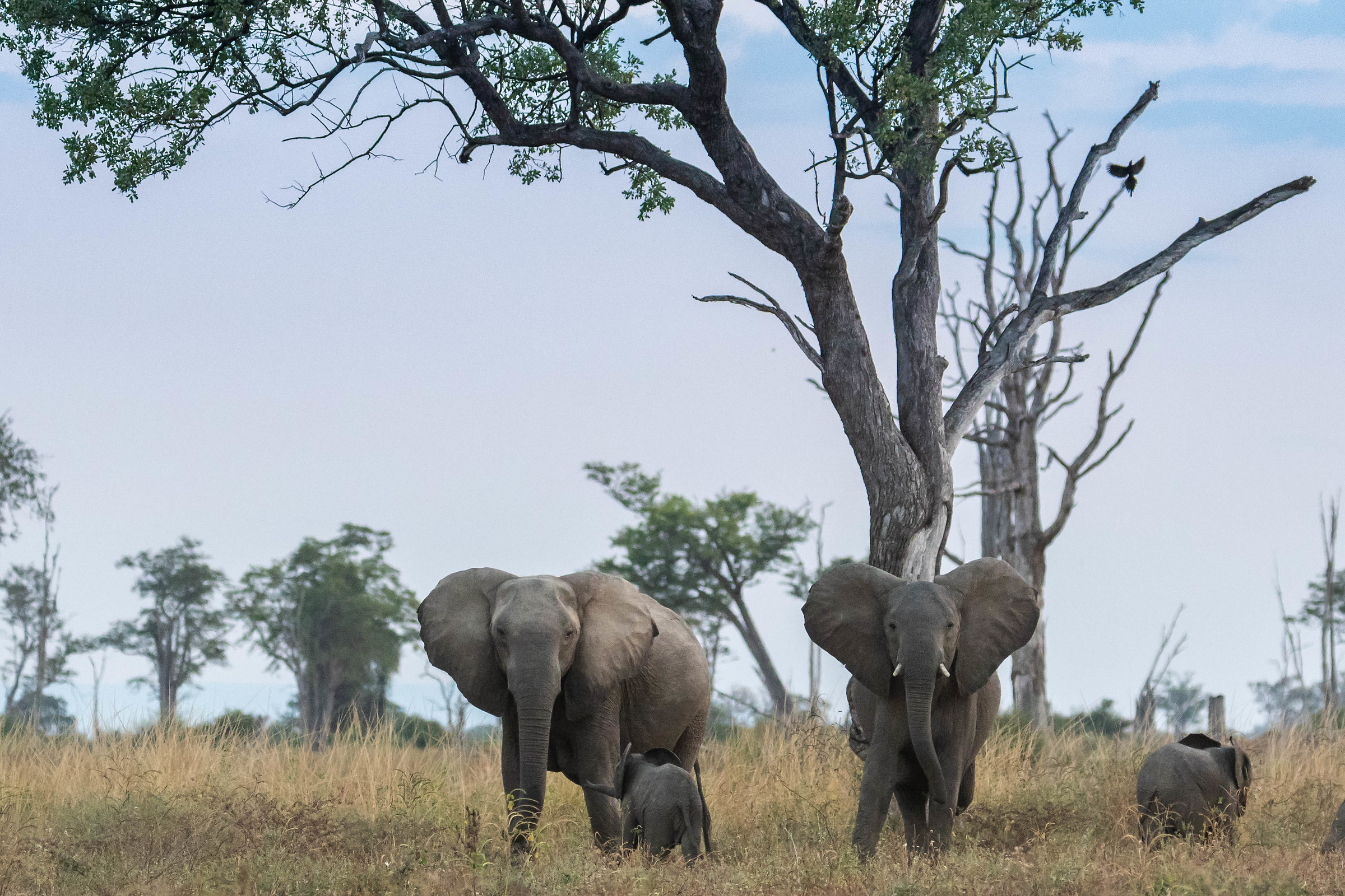 Famiglia di elefanti