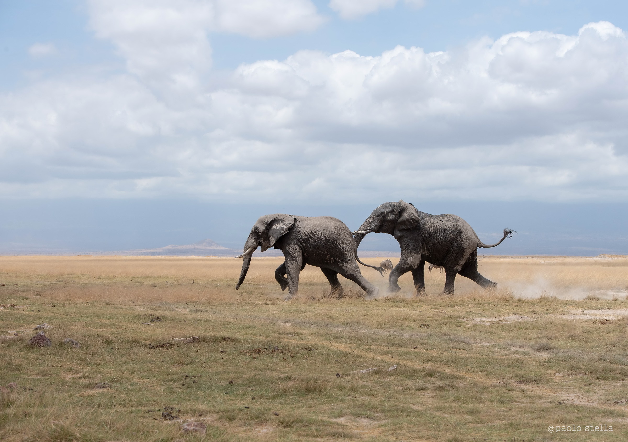 Quarrels between suitors