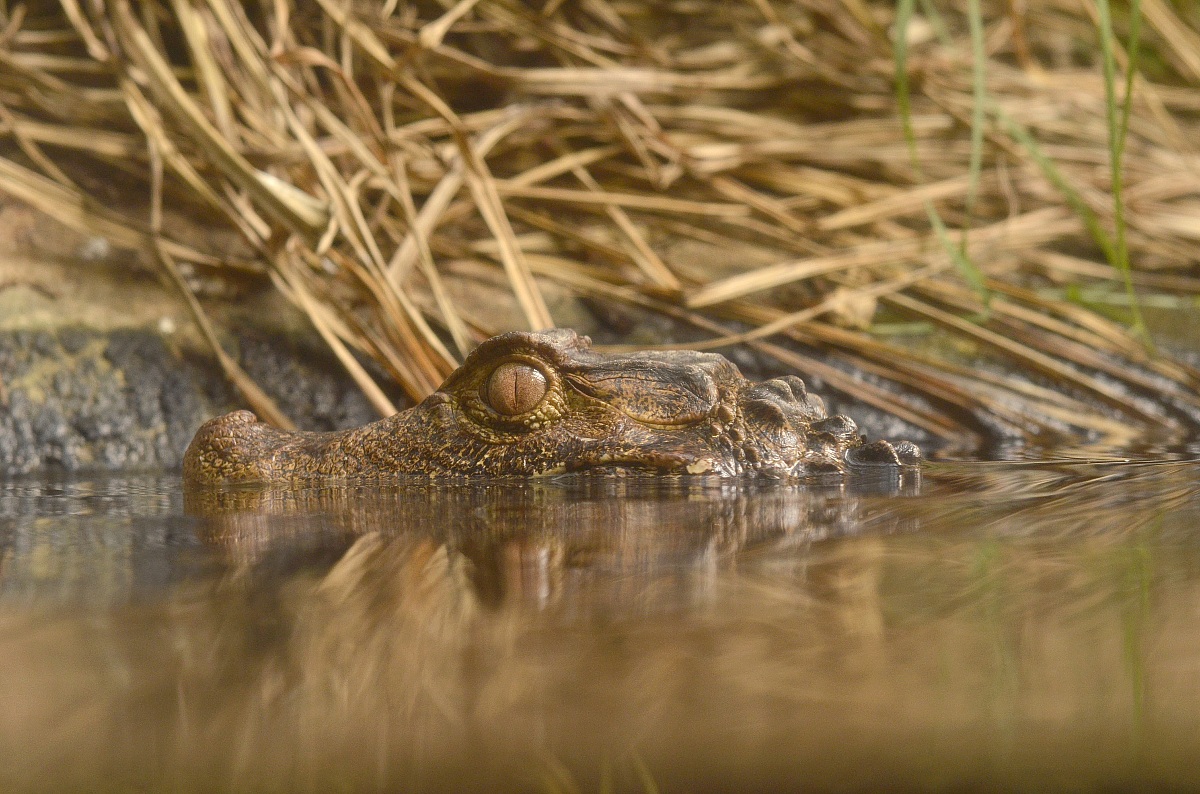 Bathing prohibition!