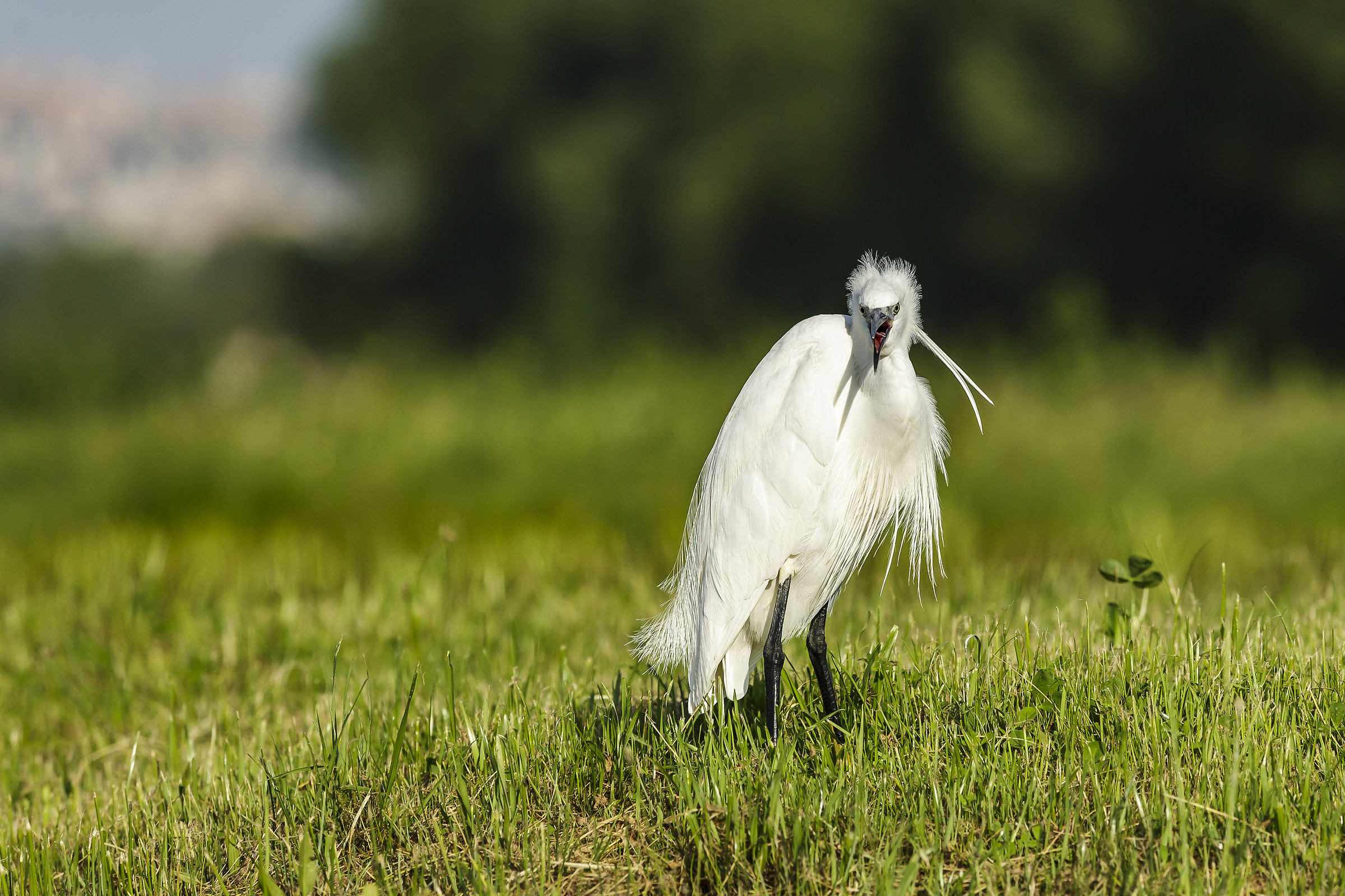Egret