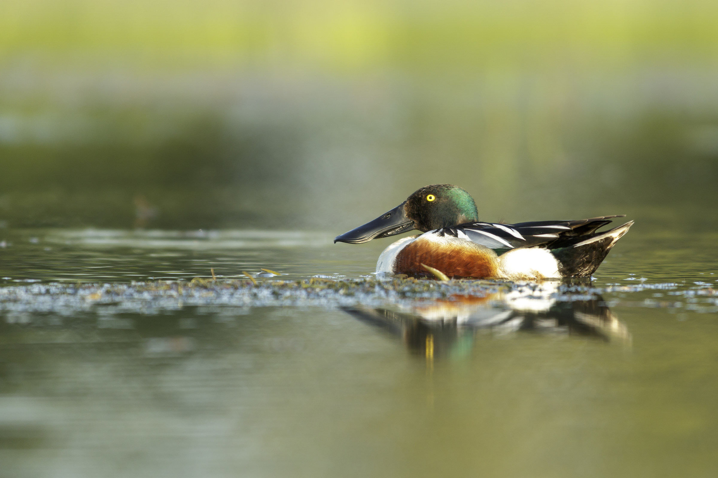 Northern Shoveler