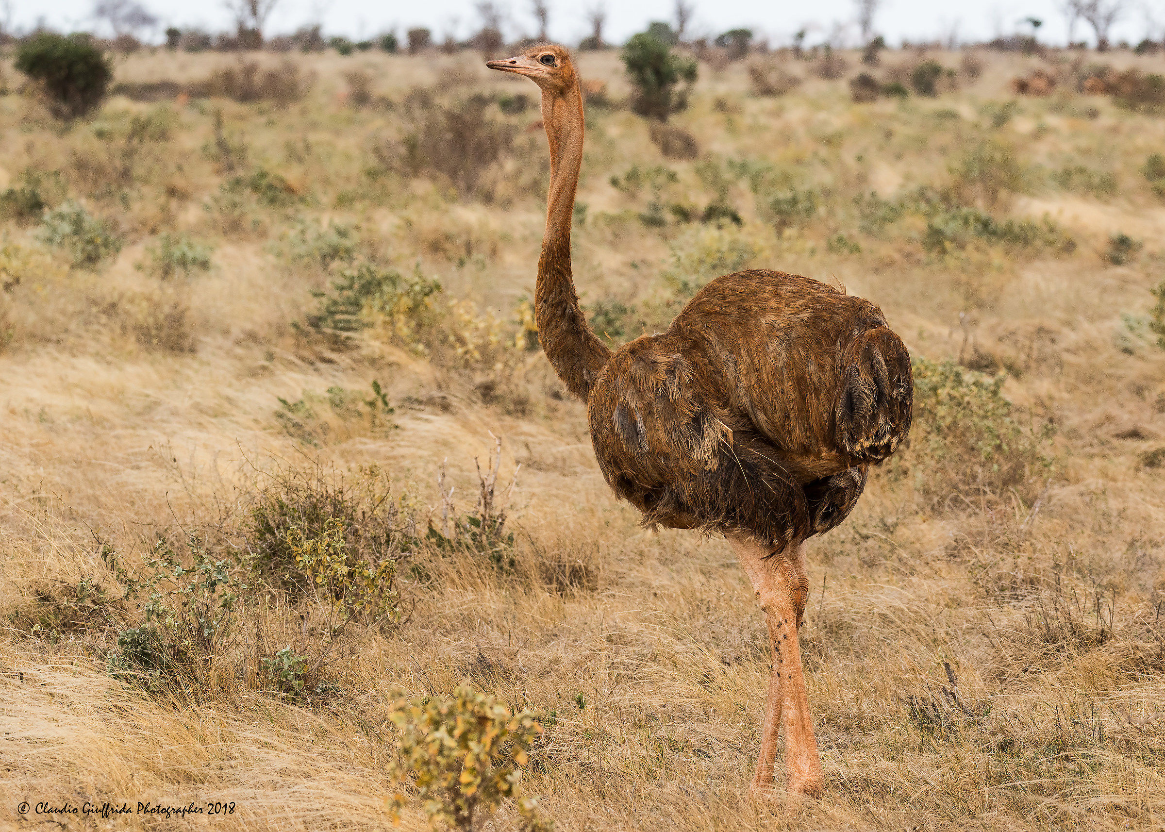 Struthio Molybdophanes Female