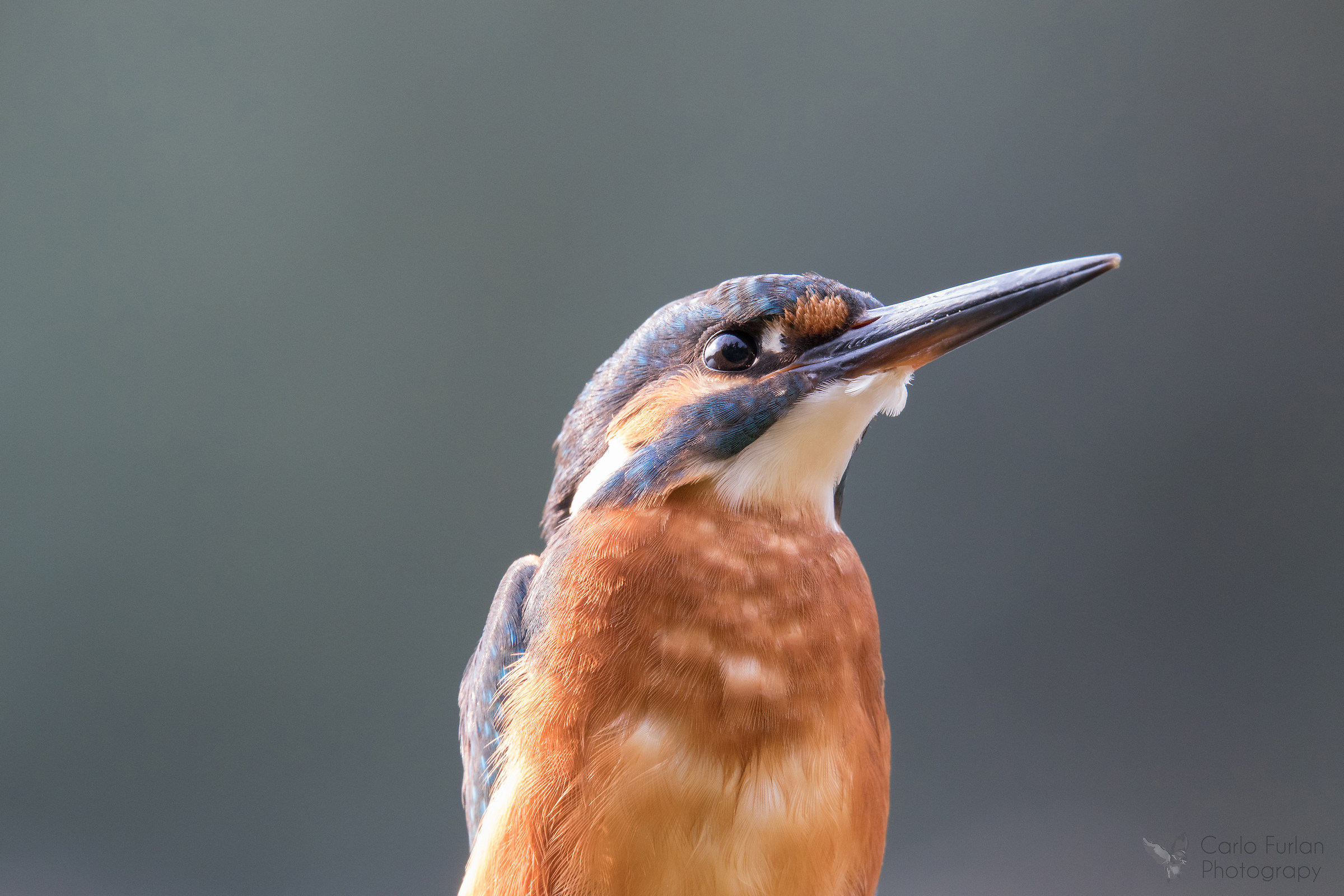 Portrait Kingfisher