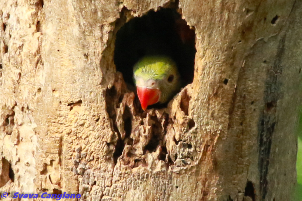 parrocchetto dal collare