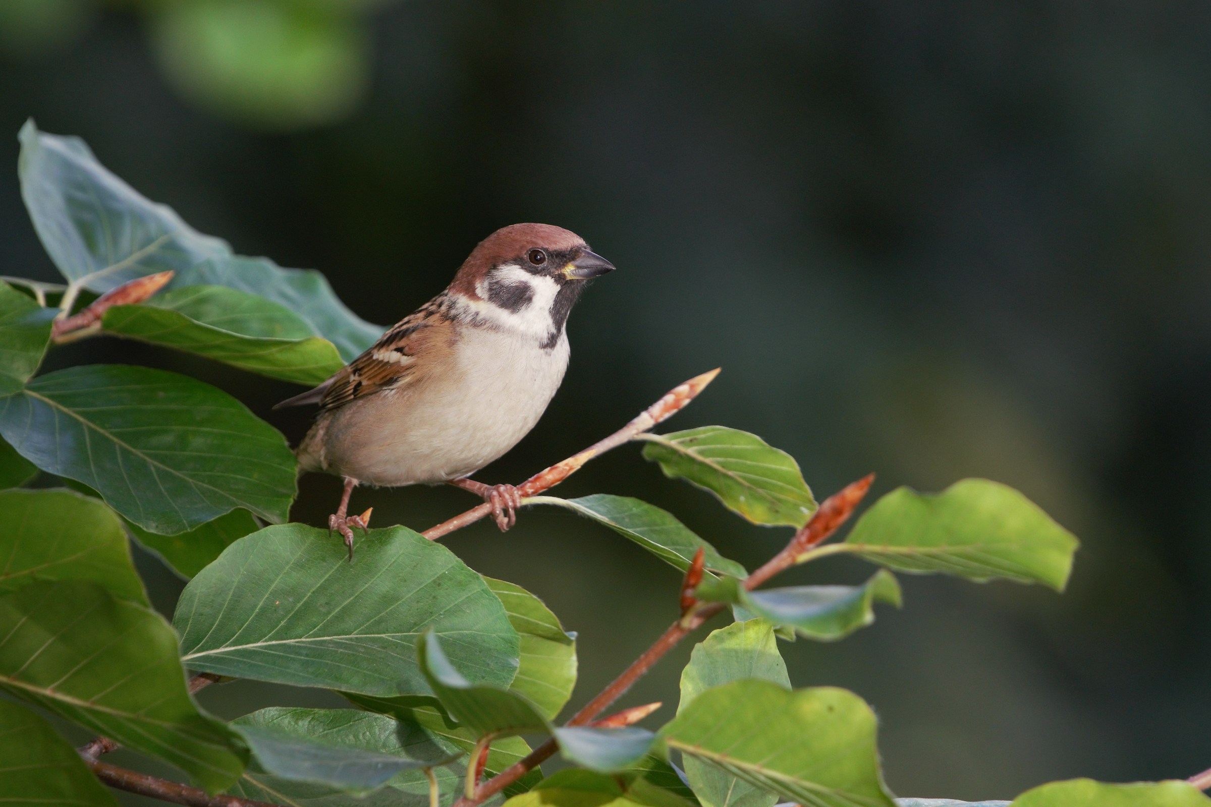 Passero Dell'Albero eurasiatico (Passer montanus)