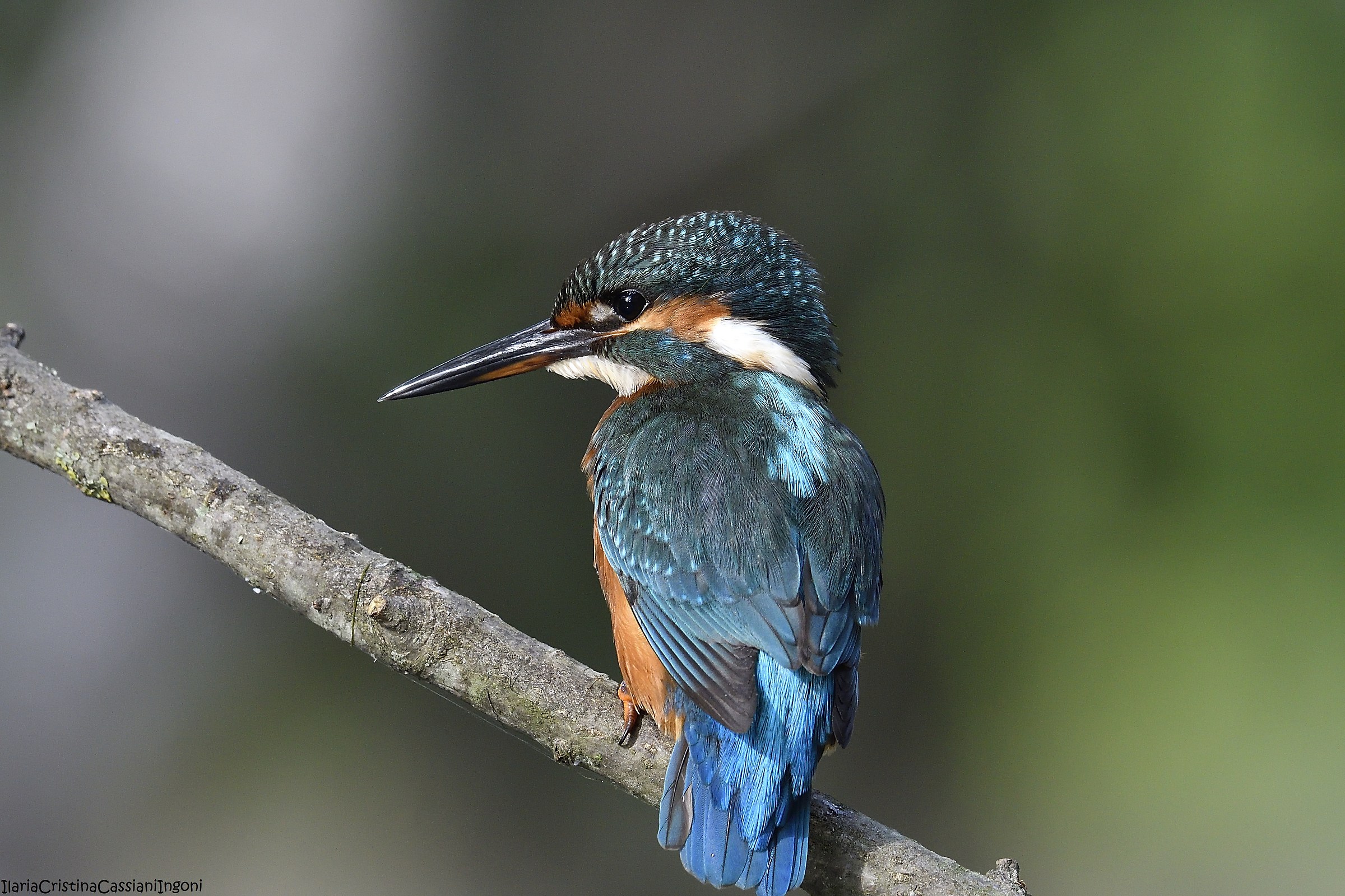 Female Kingfisher