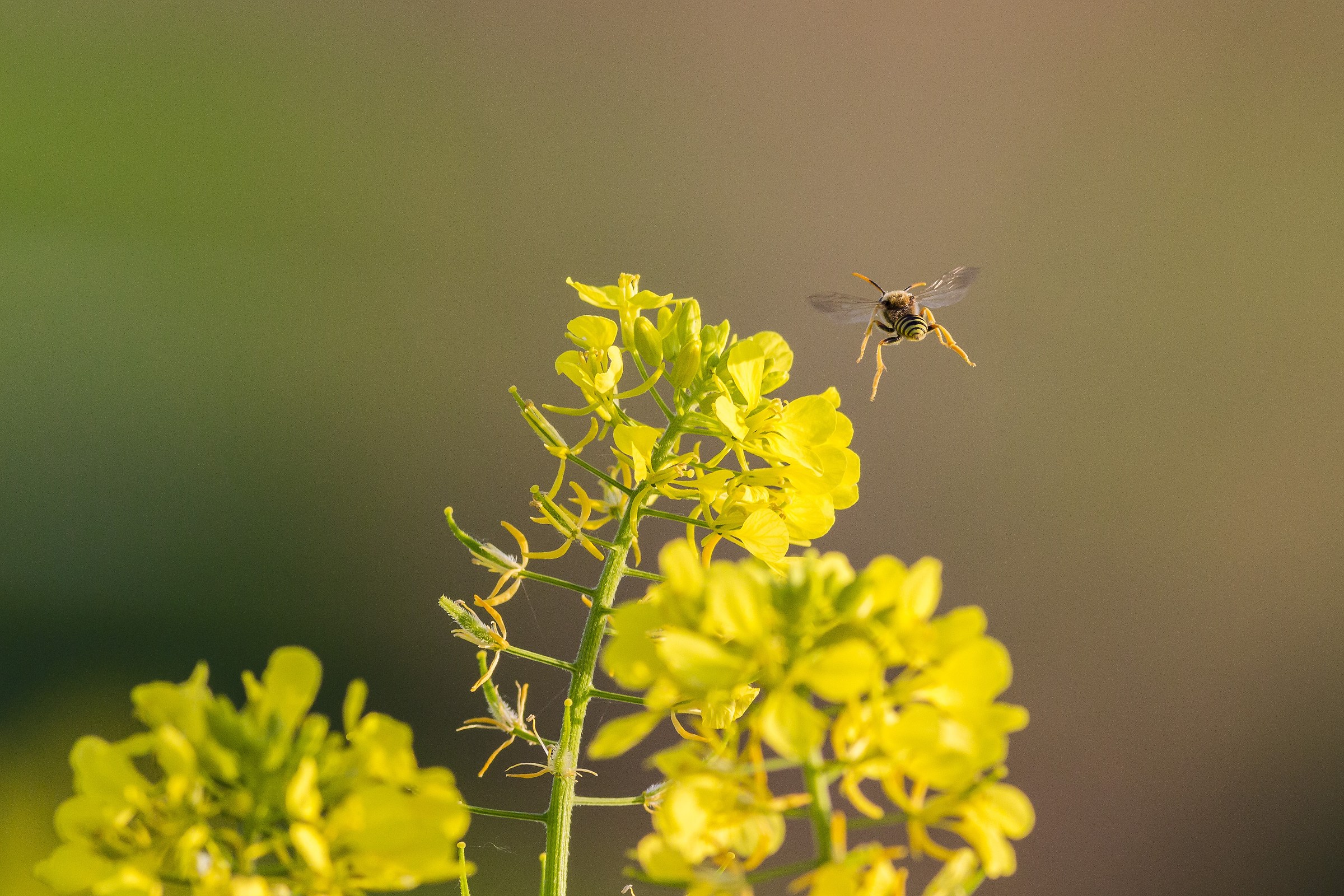 Bee flying on a flower