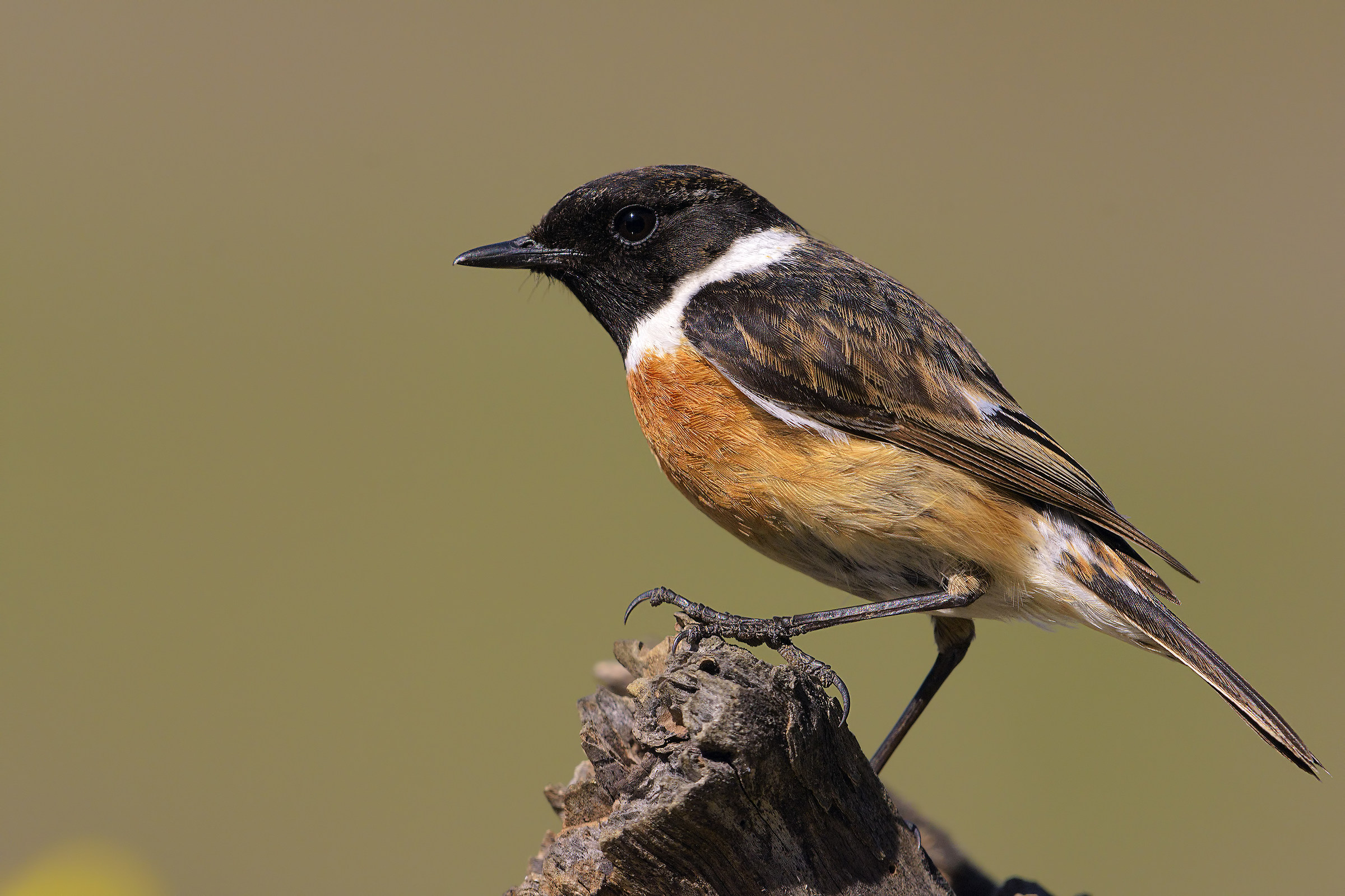 il mio lato migliore