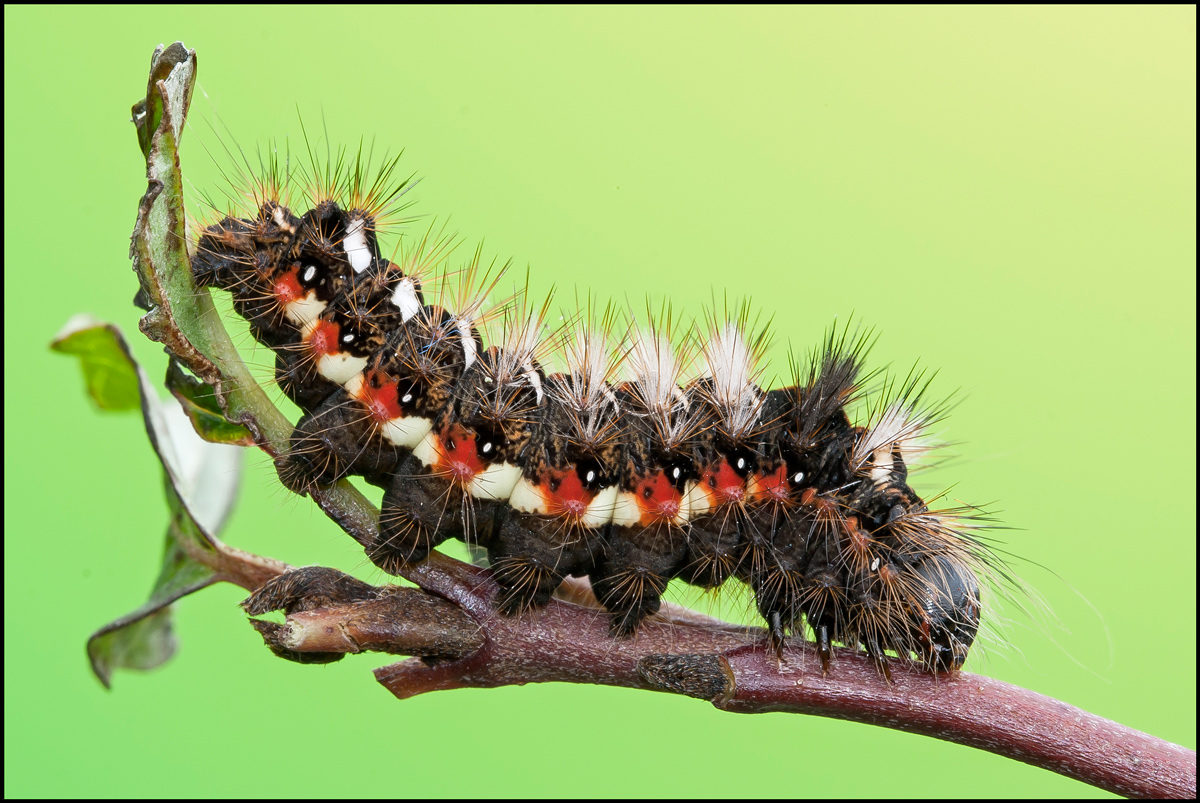 Bruco di Acronicta Rumicis