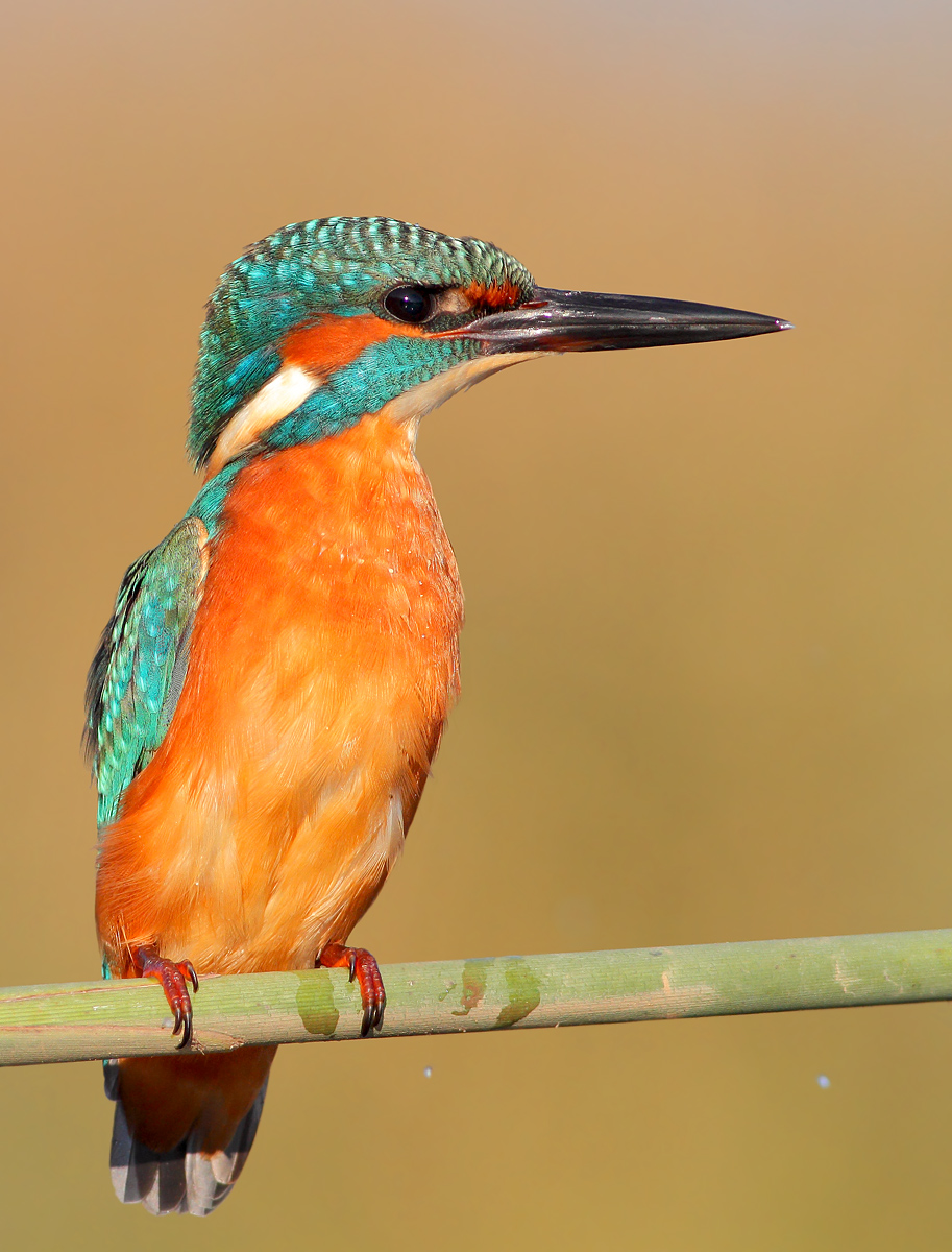 Kingfisher