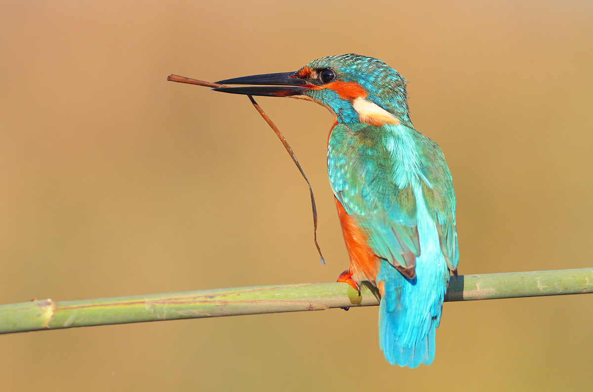 Kingfisher