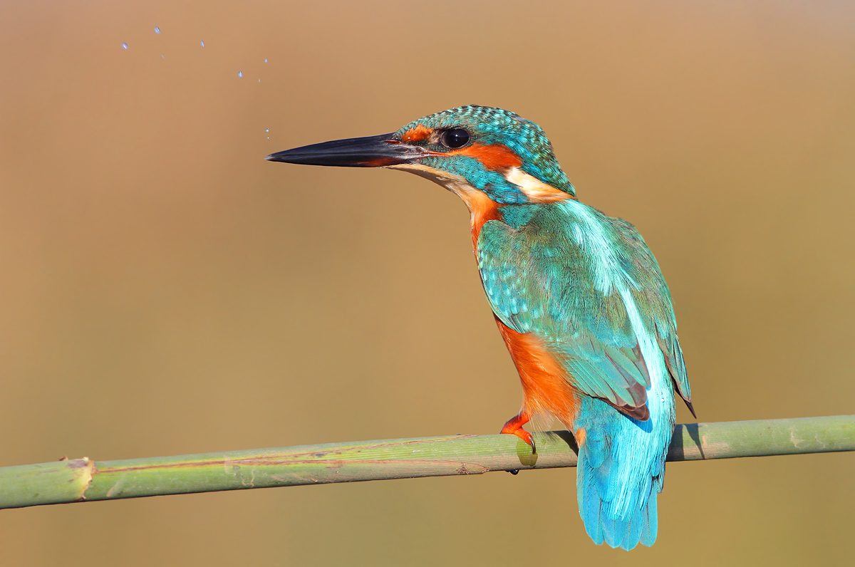 Kingfisher