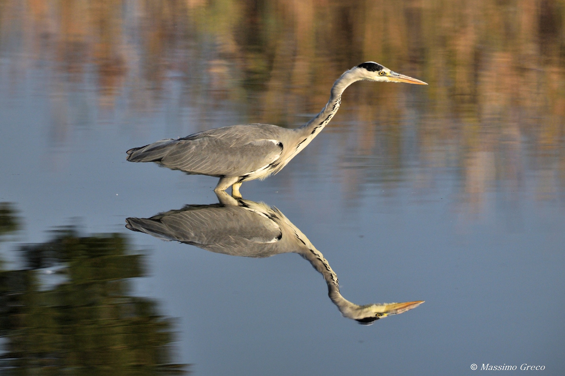 Grey Heron