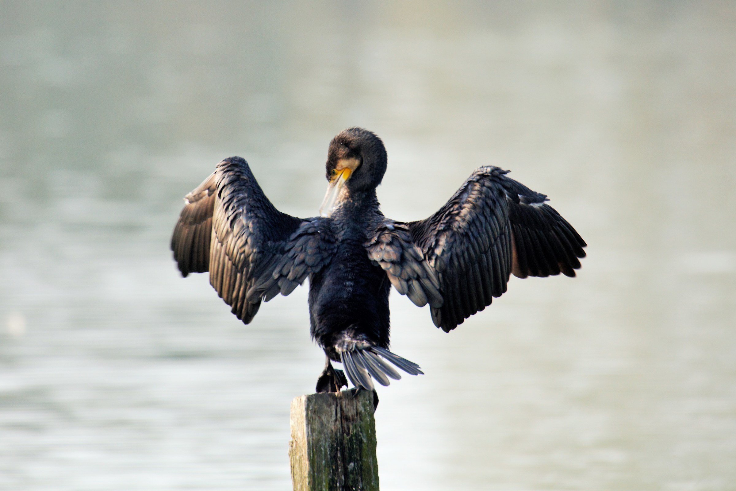 Cormorating that dries in the sun