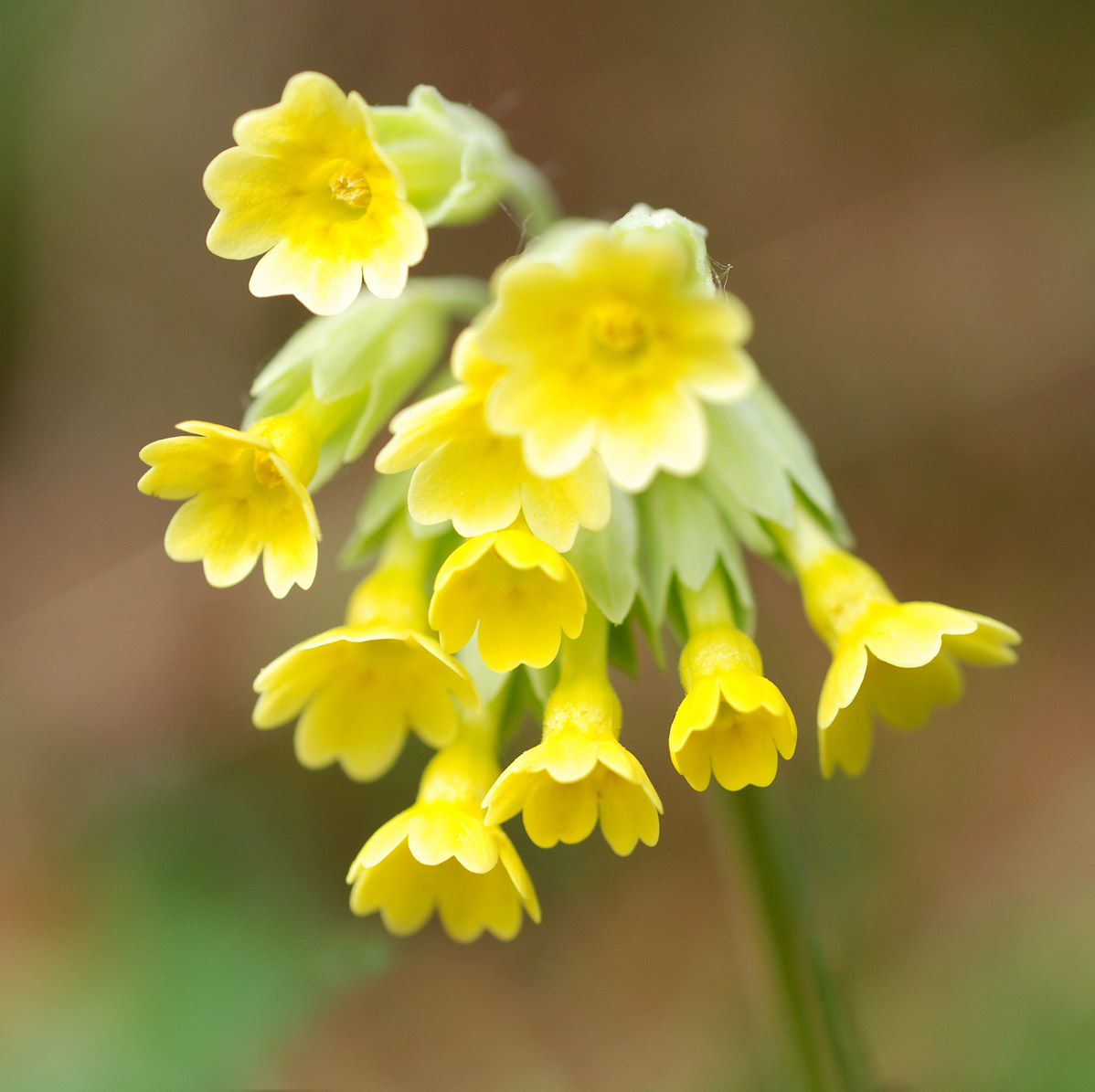 Cowslip