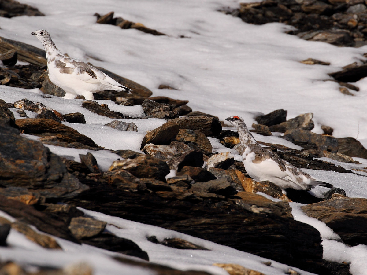 La Casa 'dlà Zhaiabbra
