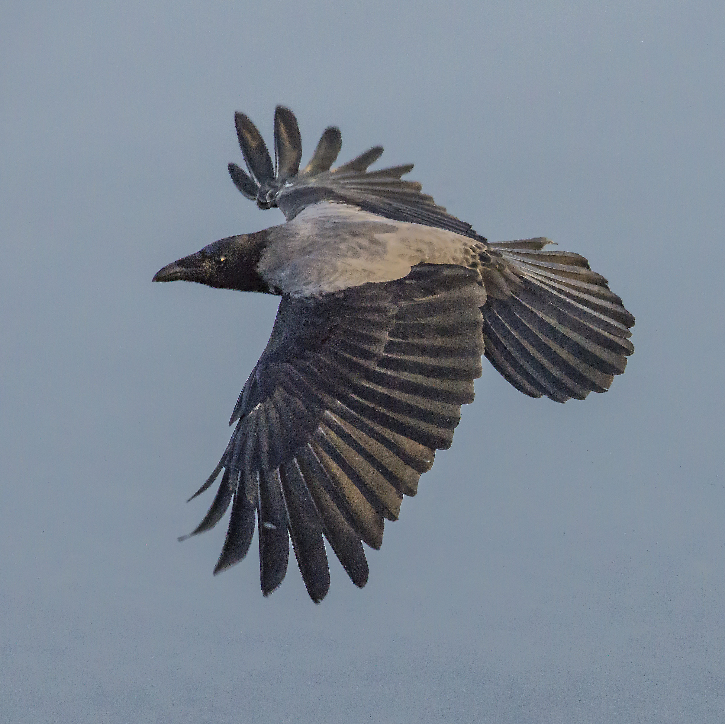 Cornacchia grigia in volo