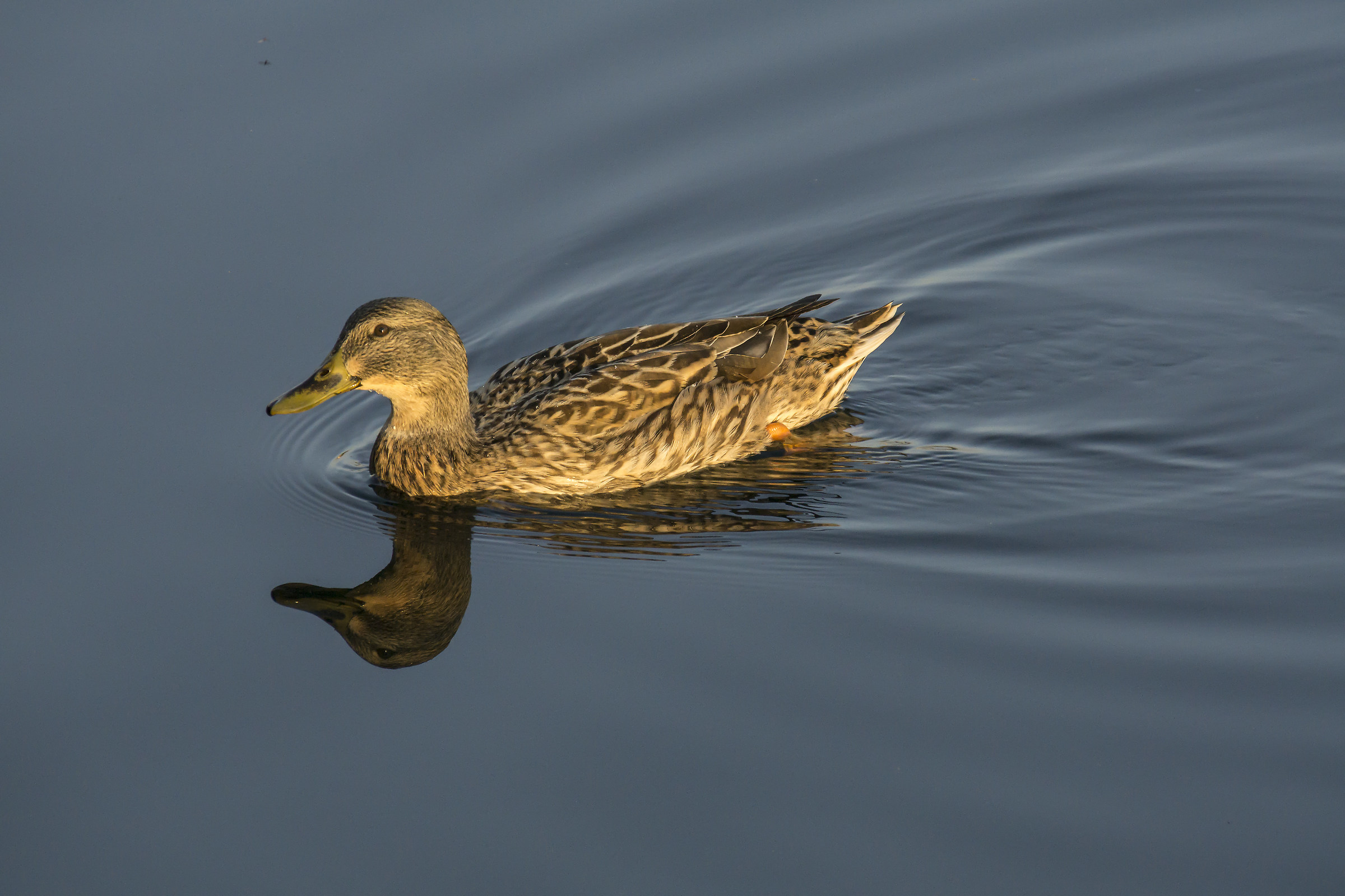 Mallard Female