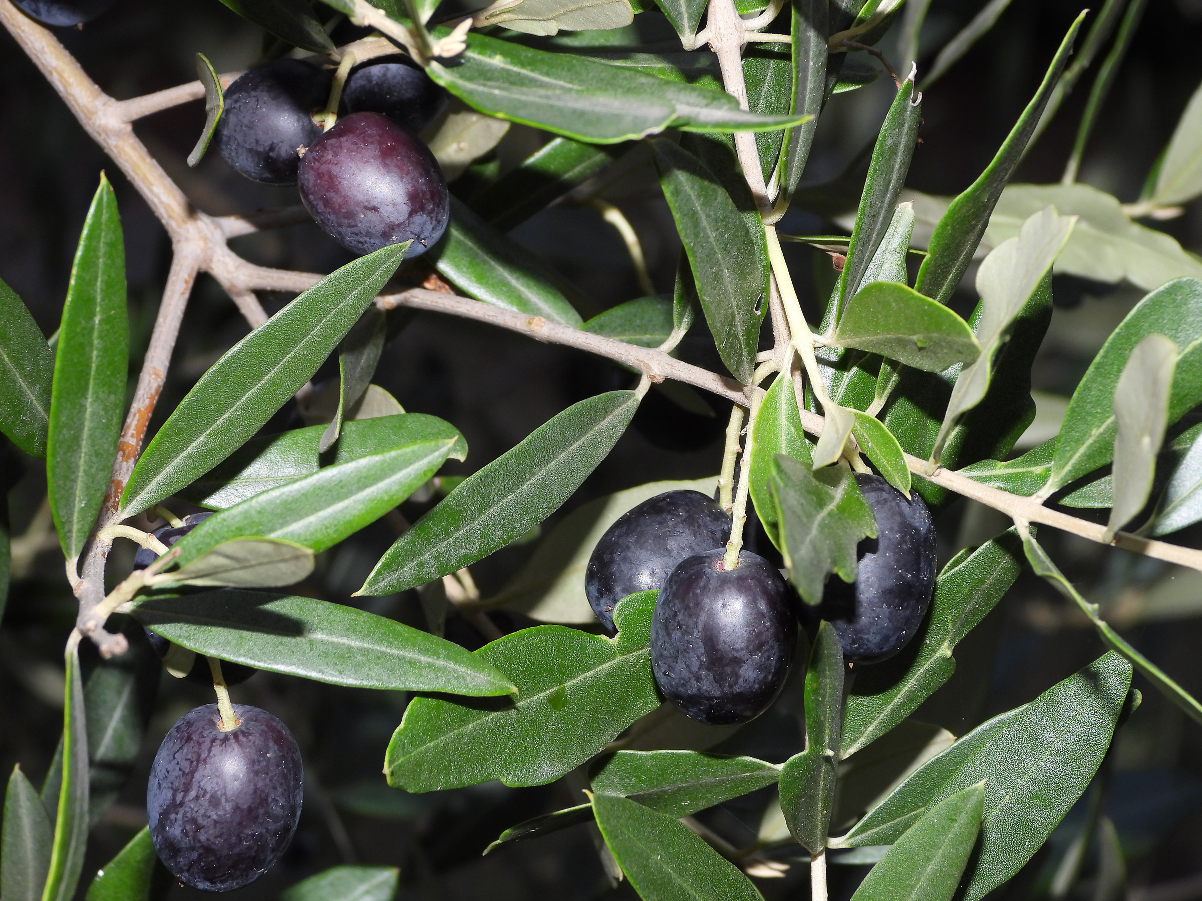 Olive-test with Flash