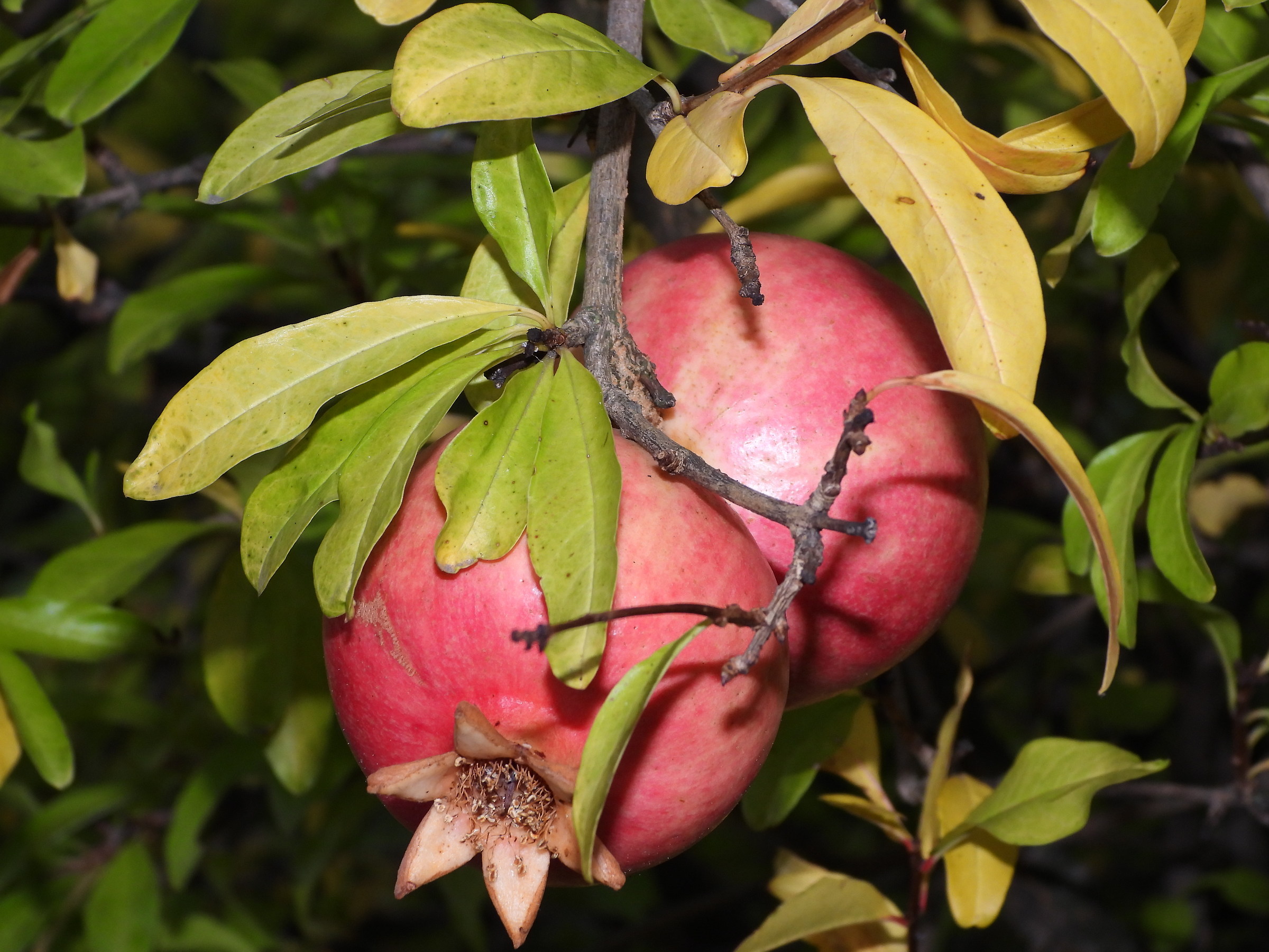 Pomegranate-flash Test