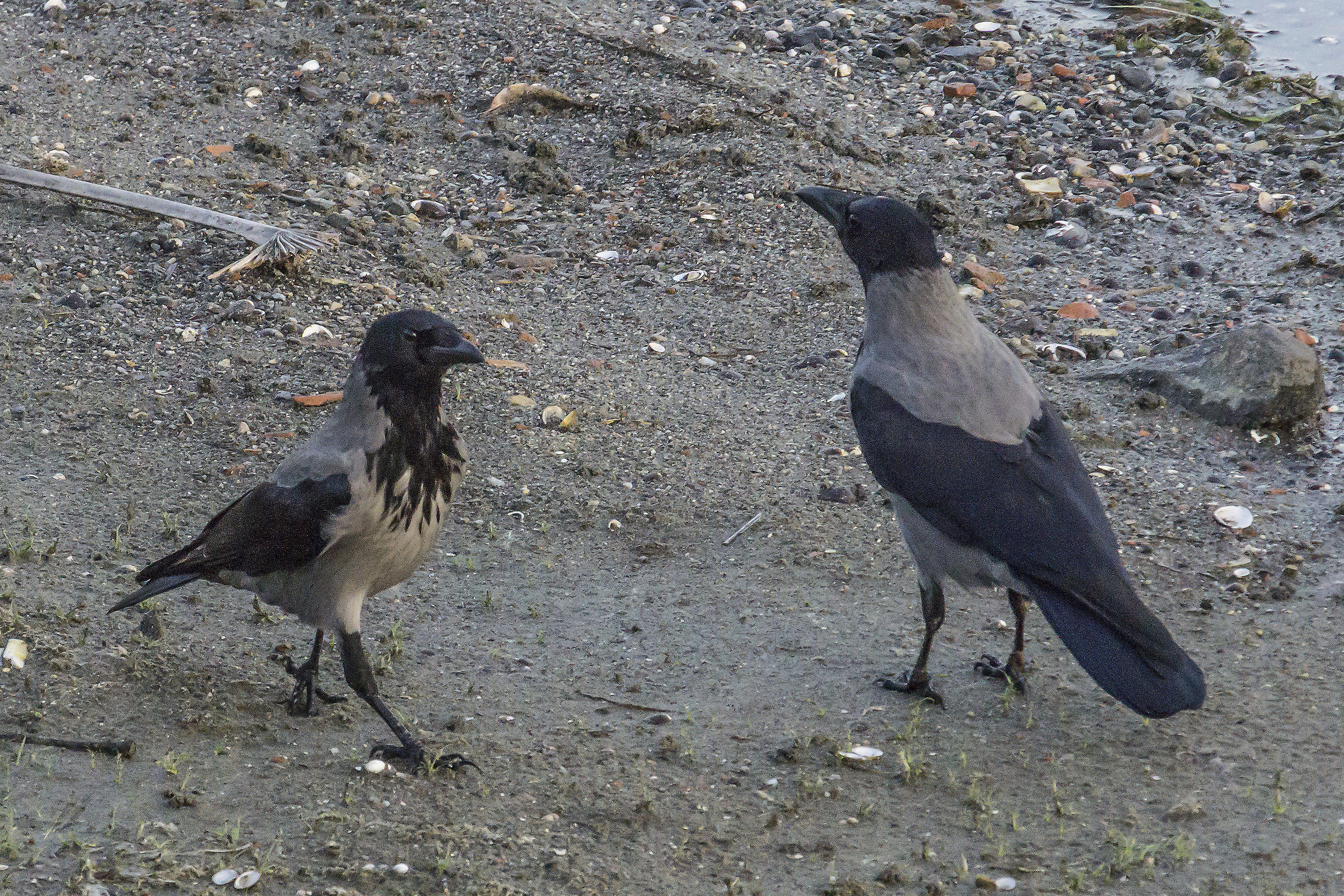 Copppia di cornacchie grigie