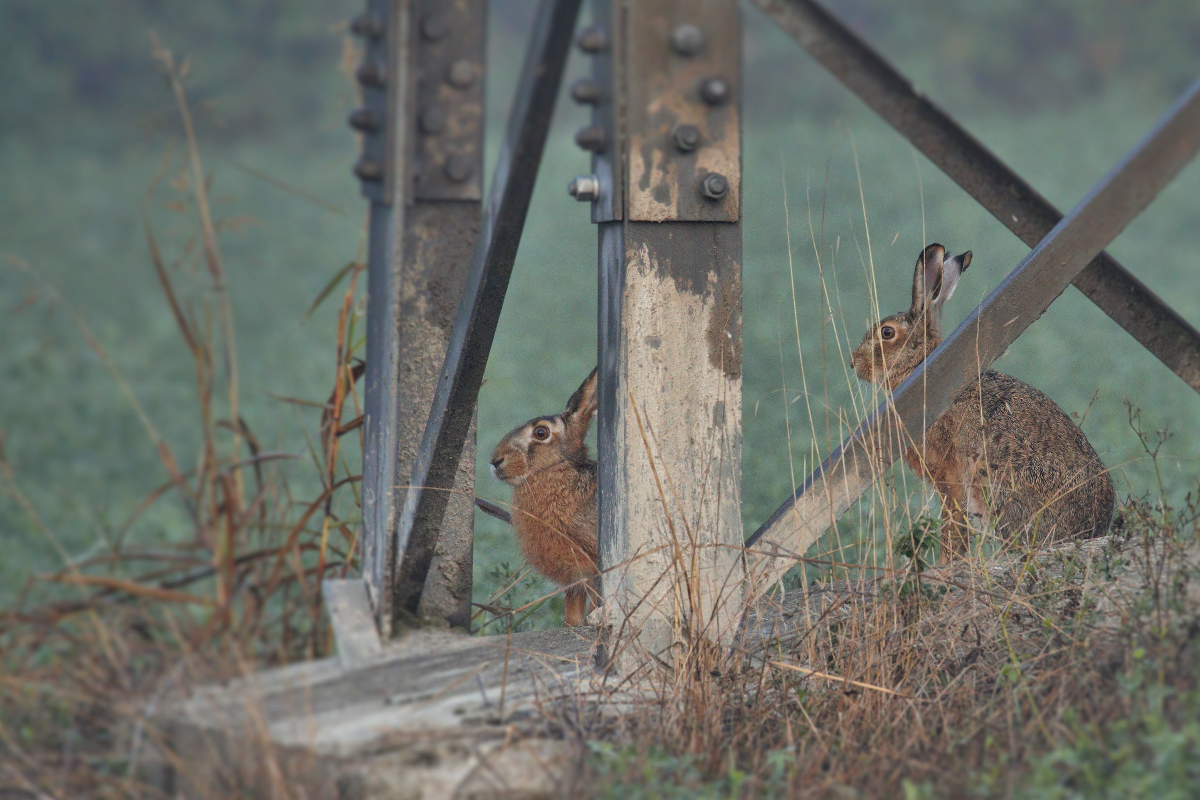 We are ENEL employees at work, not hares