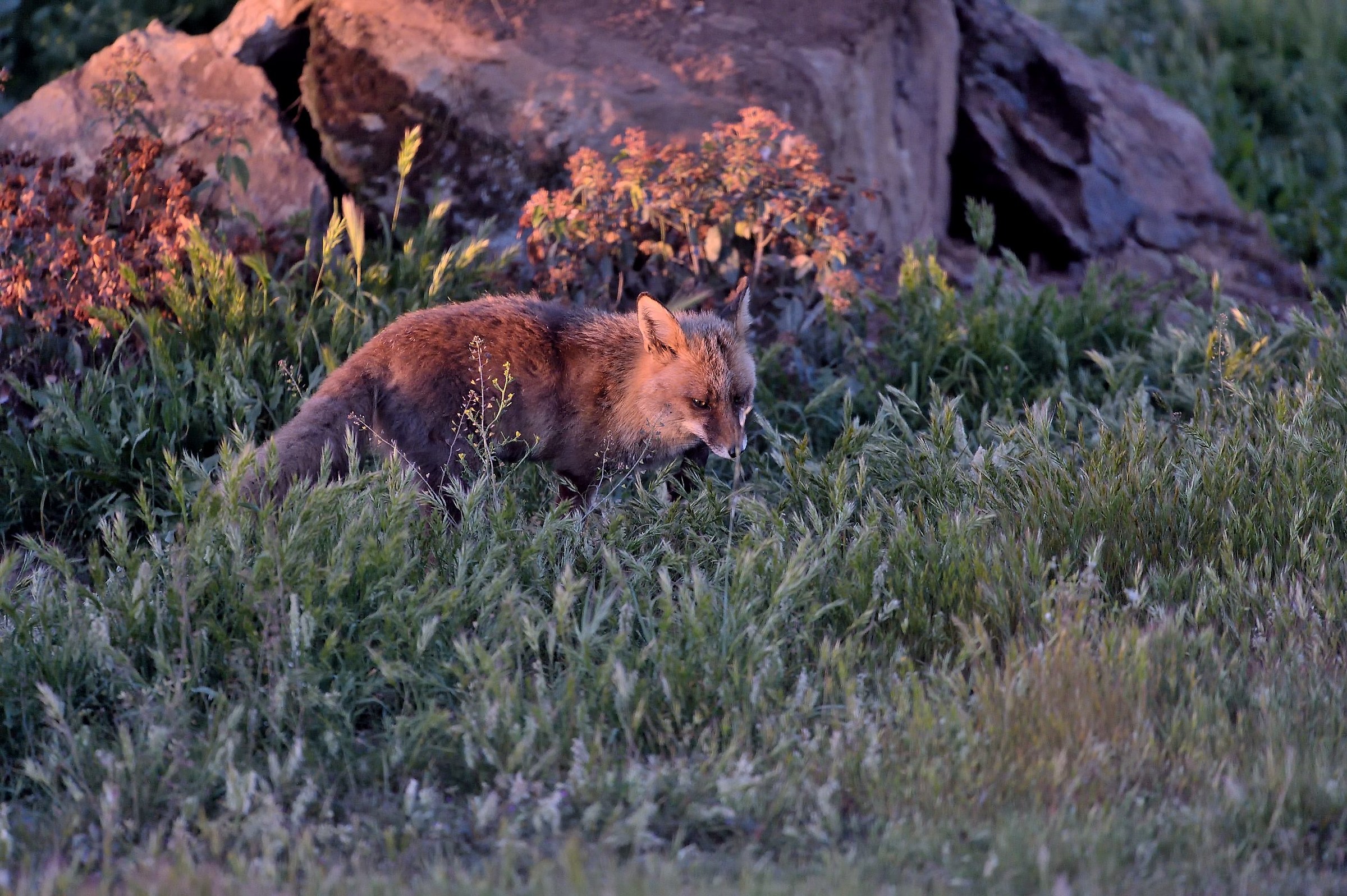 Caccia al crepuscolo