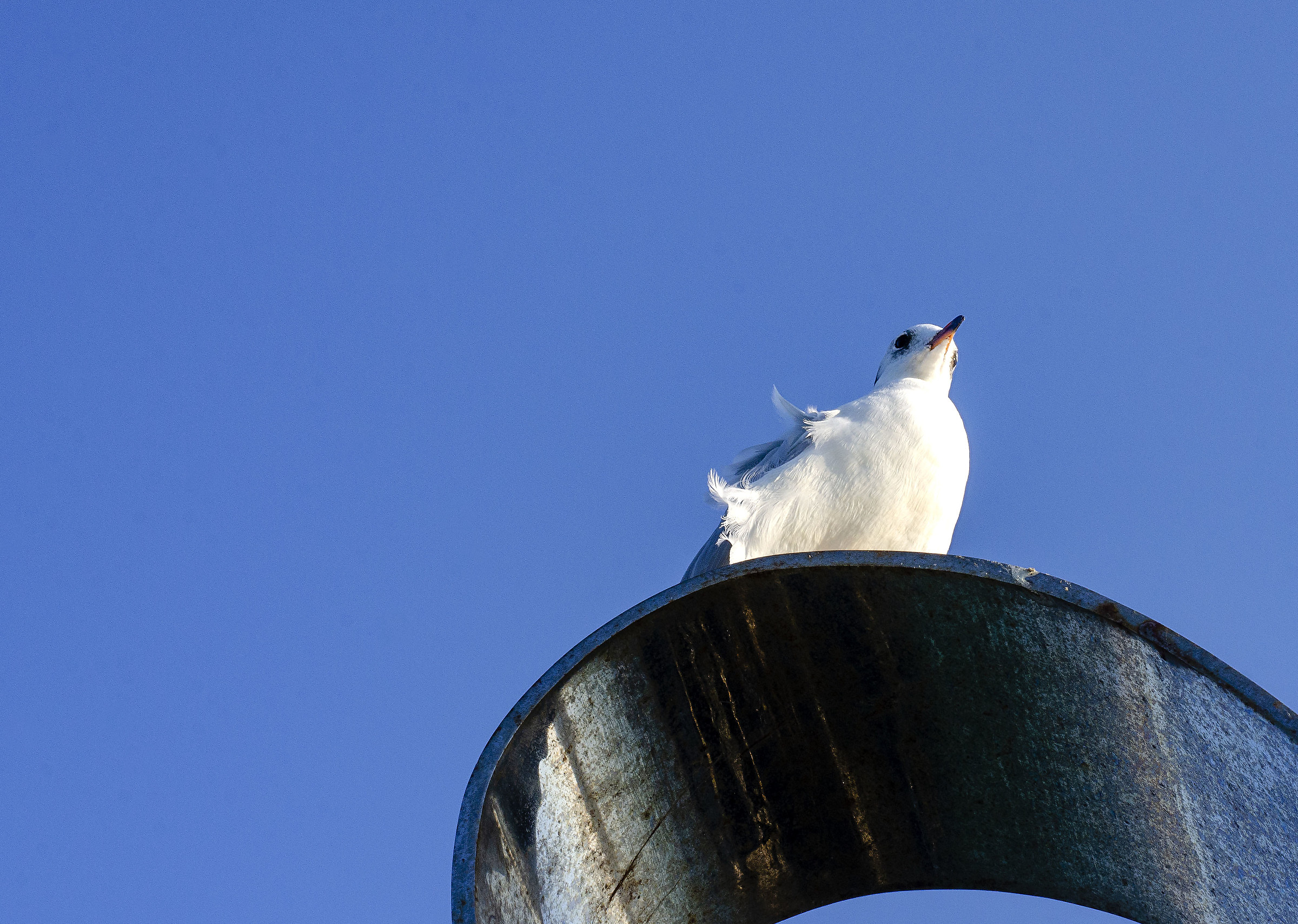 il riposo del Gabbiano